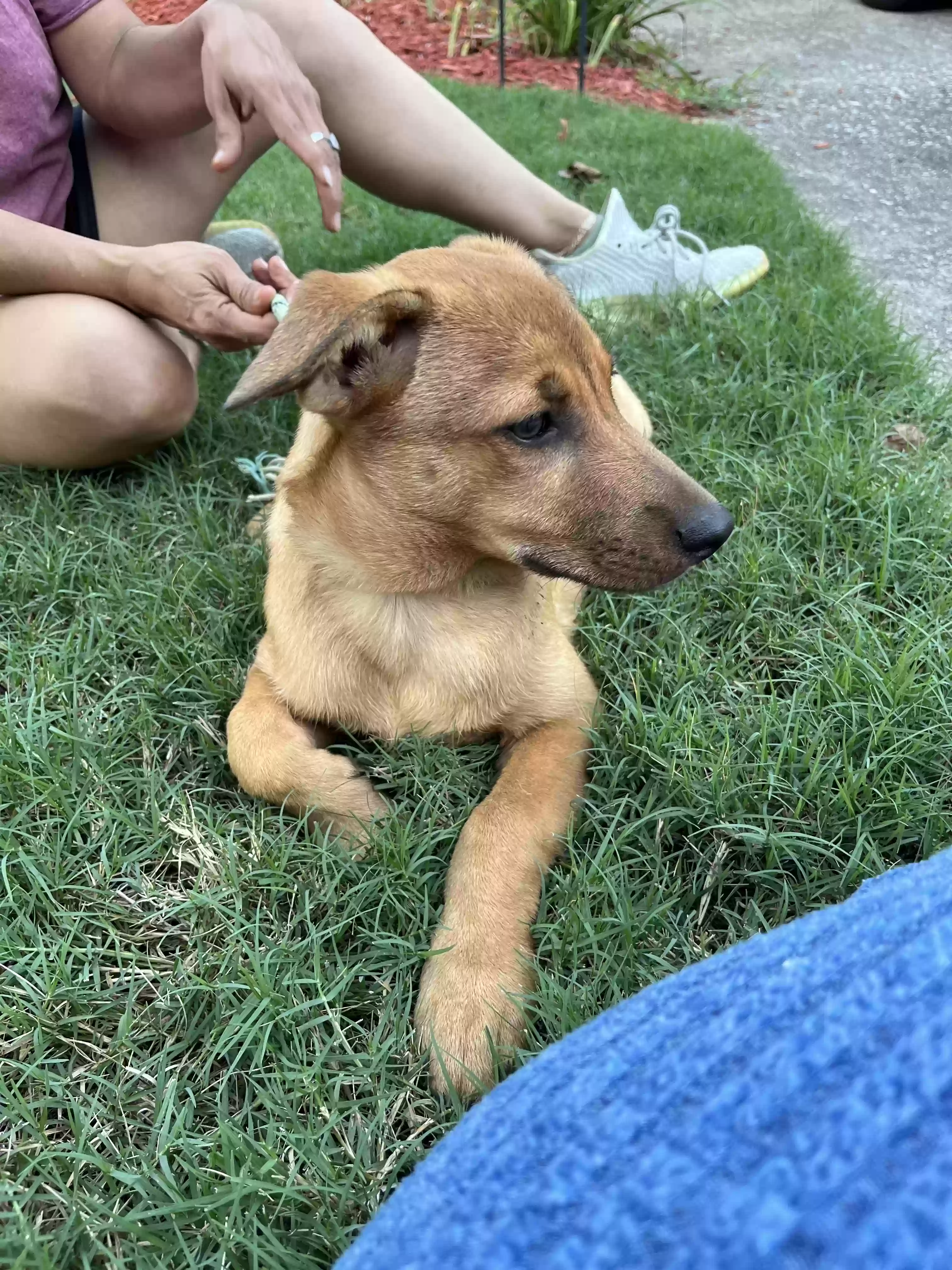 adoptable Dog in Norcross,GA named Toaster