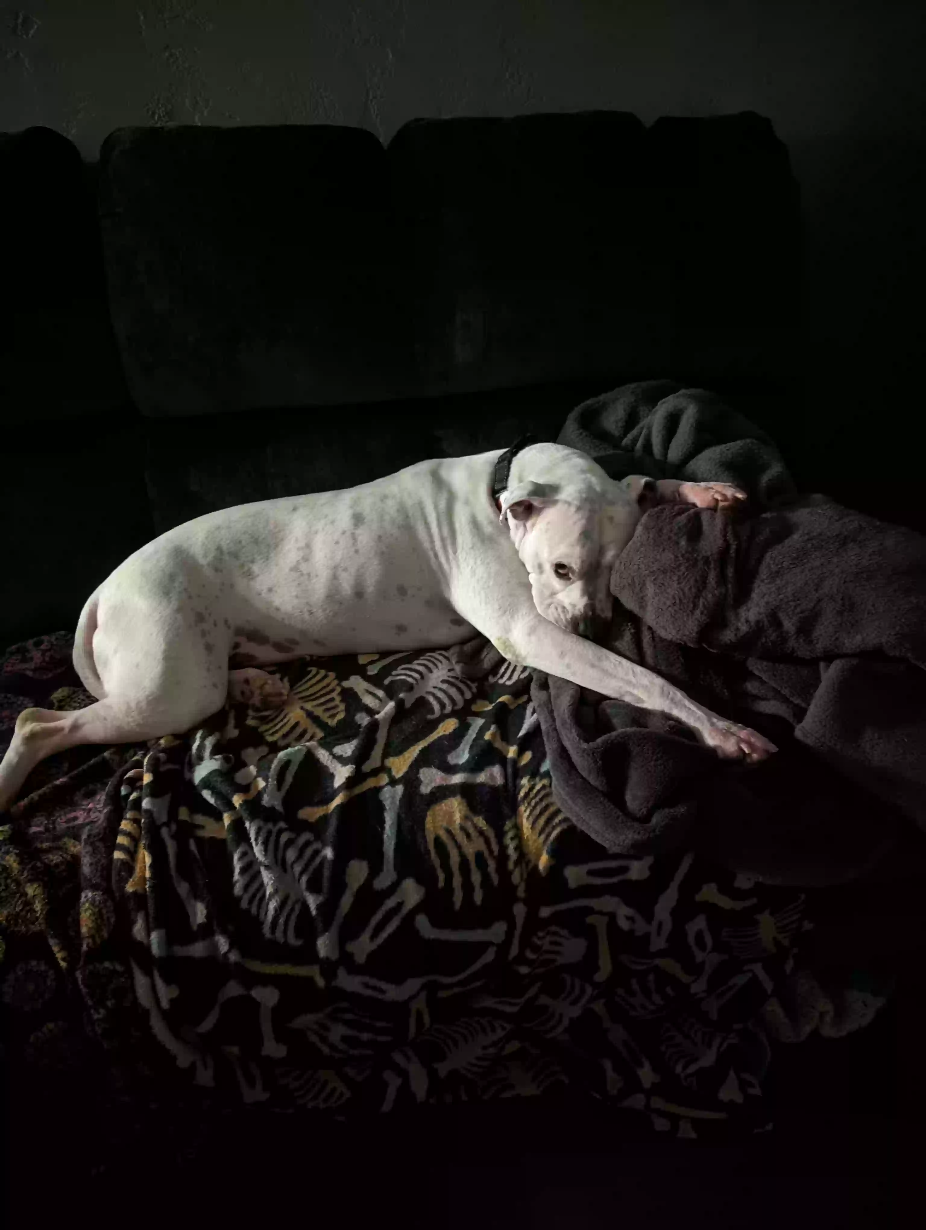 adoptable Dog in Lemoore,CA named Zero