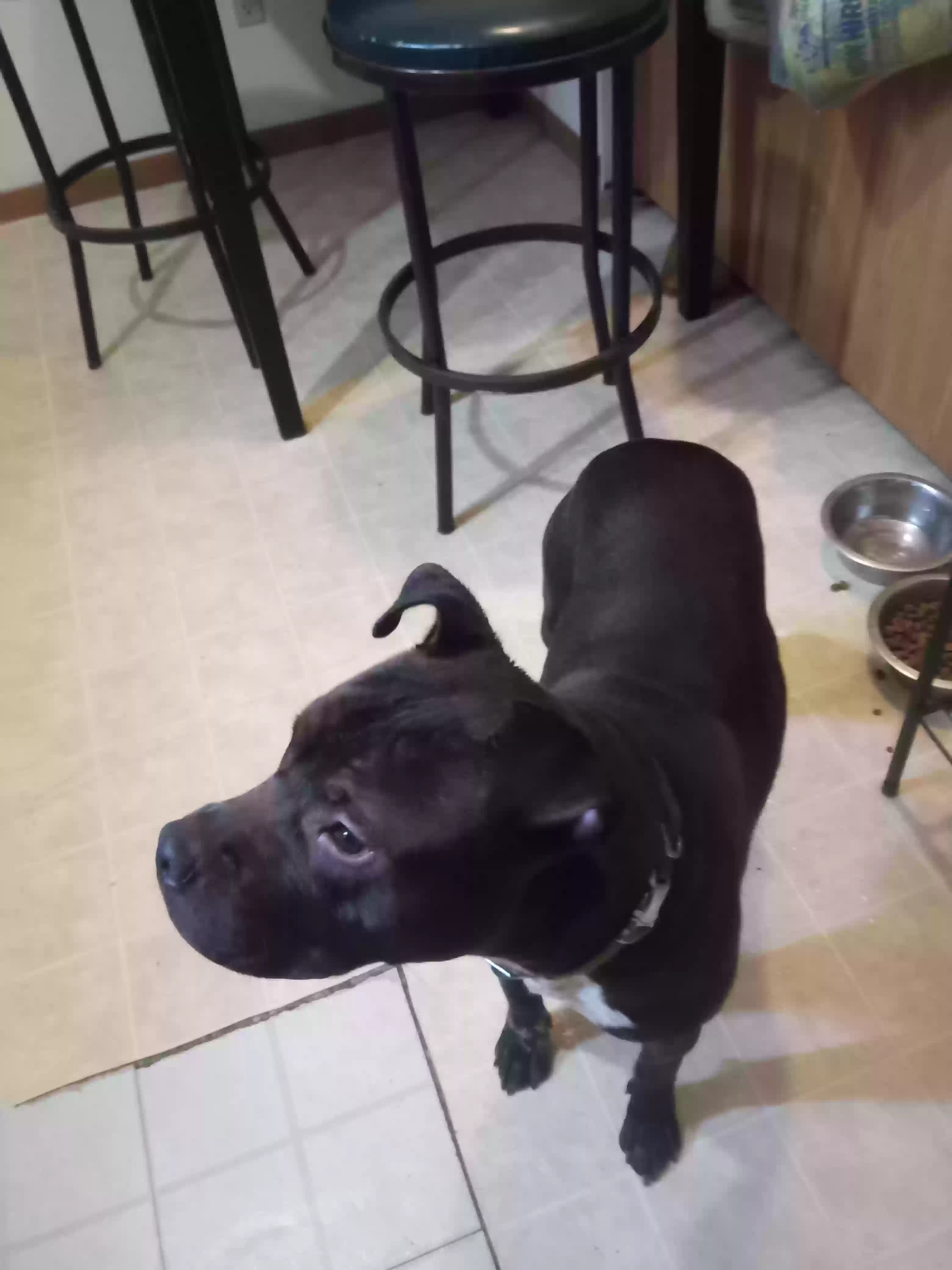 adoptable Dog in Canton,OH named King