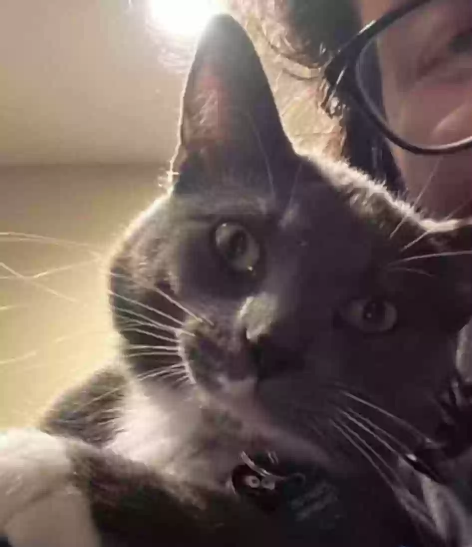 adoptable Cat in Chesterton,IN named King
