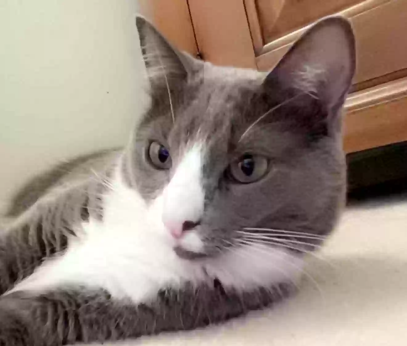 adoptable Cat in Chesterton,IN named Boo