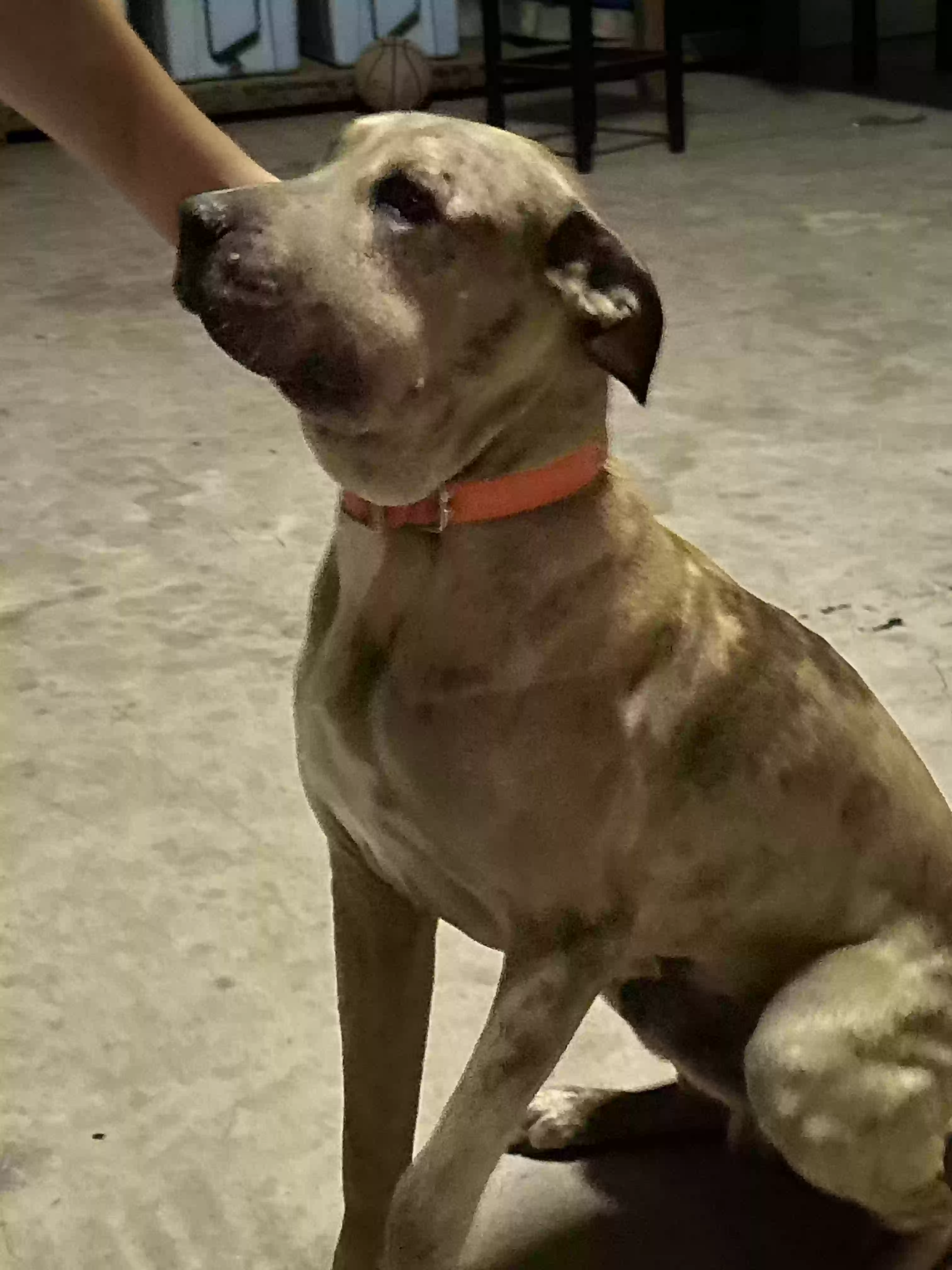 adoptable Dog in Huntsville,TX named Canelo