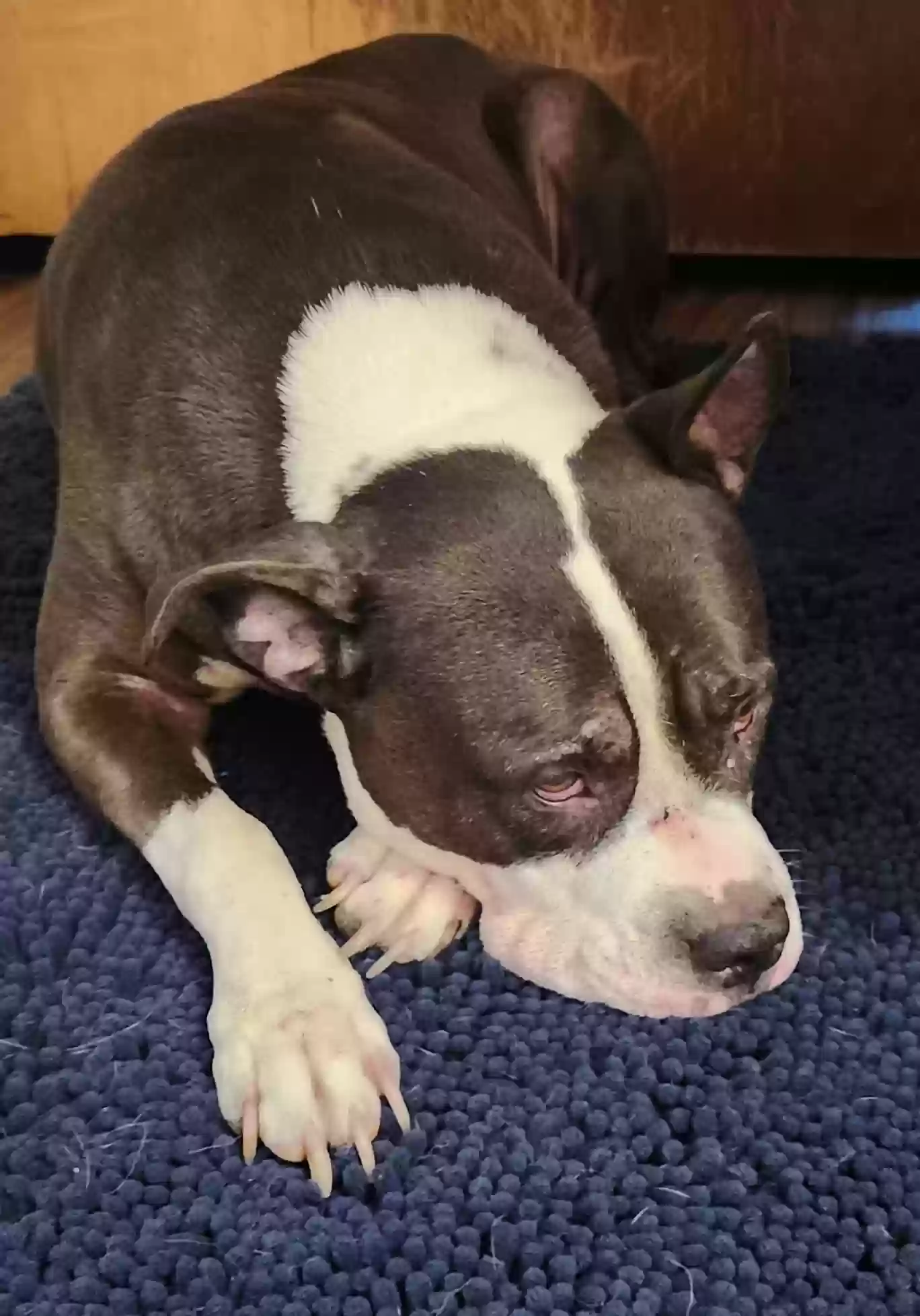adoptable Dog in Spring,TX named Roxie Roxanne