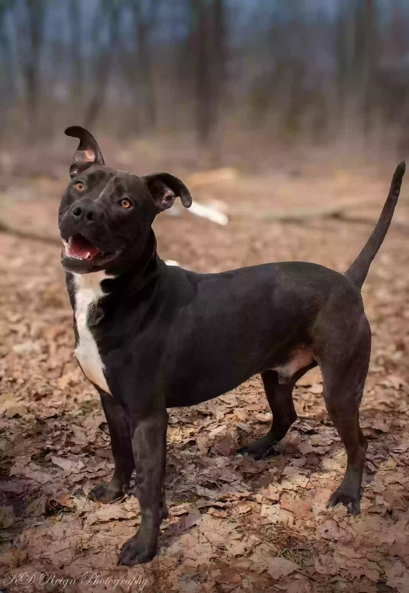 adoptable Dog in Gaylord,MI named Ducky
