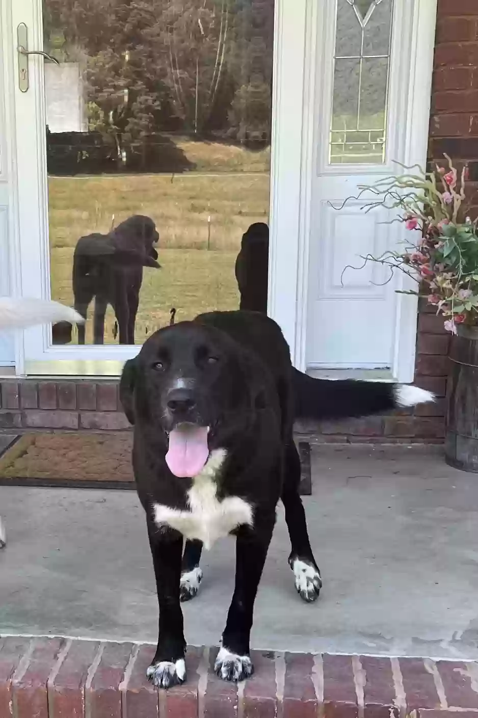 adoptable Dog in Celina,TN named Dolly