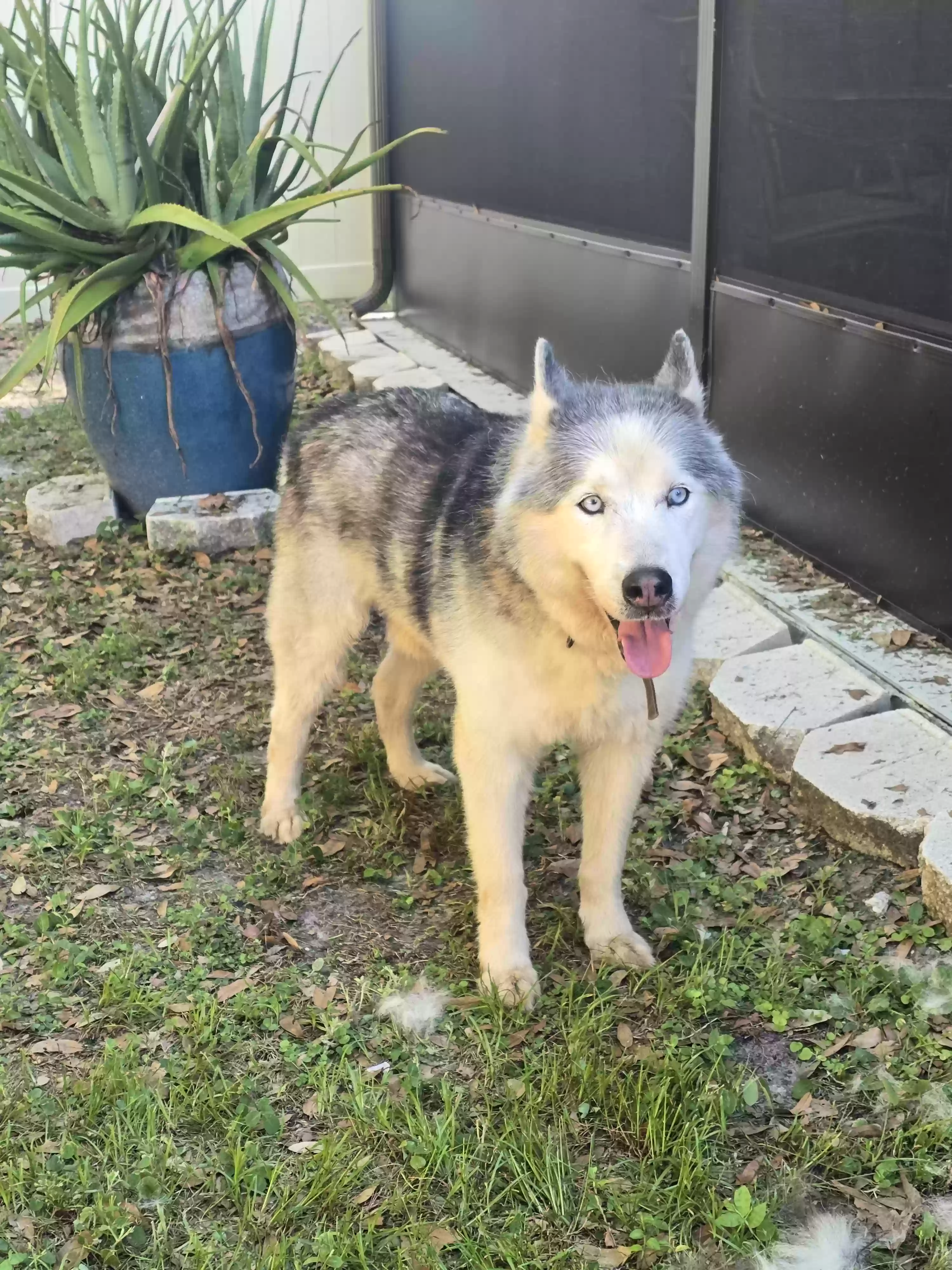adoptable Dog in Saint Cloud,FL named Blue