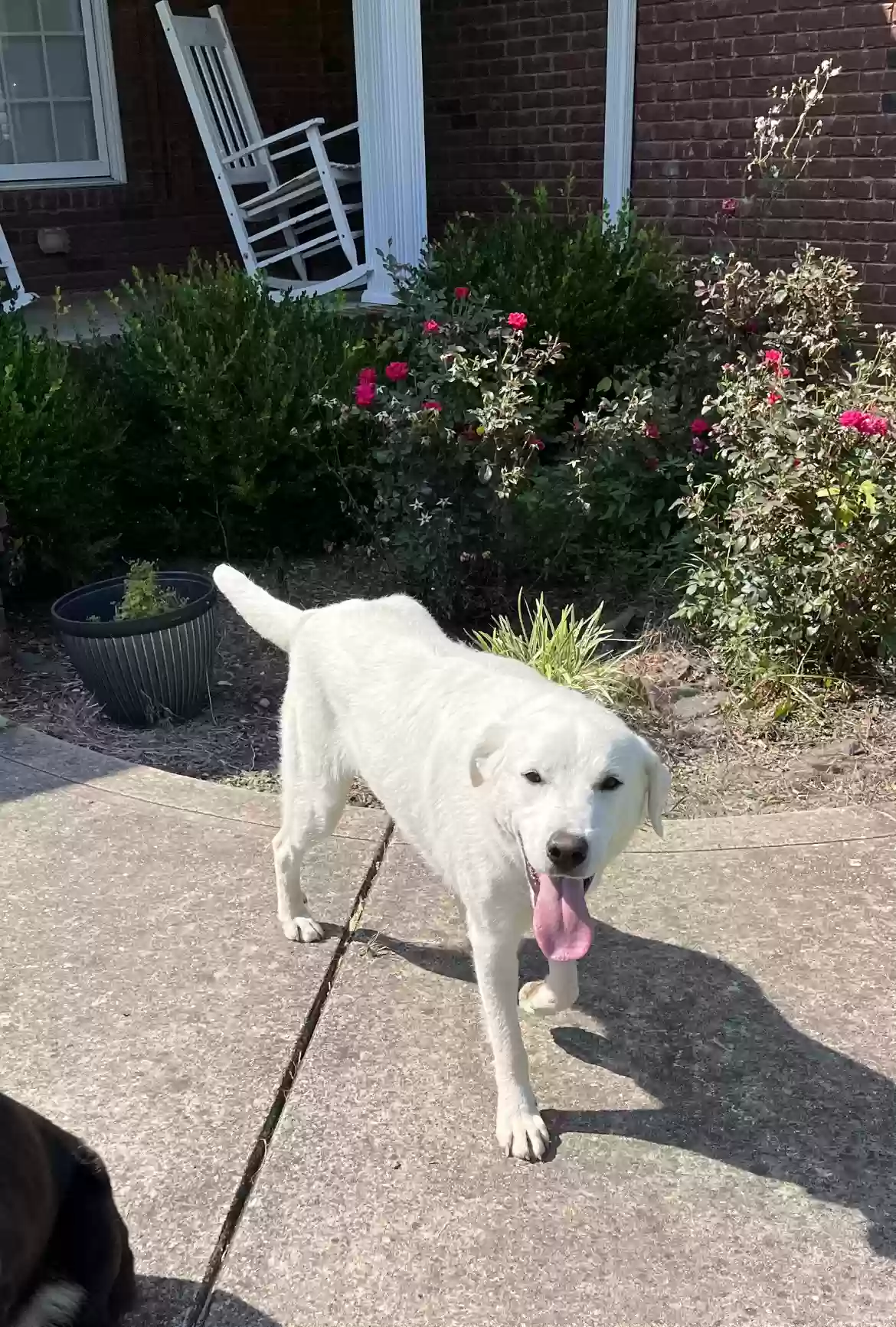 adoptable Dog in Celina,TN named Daisy