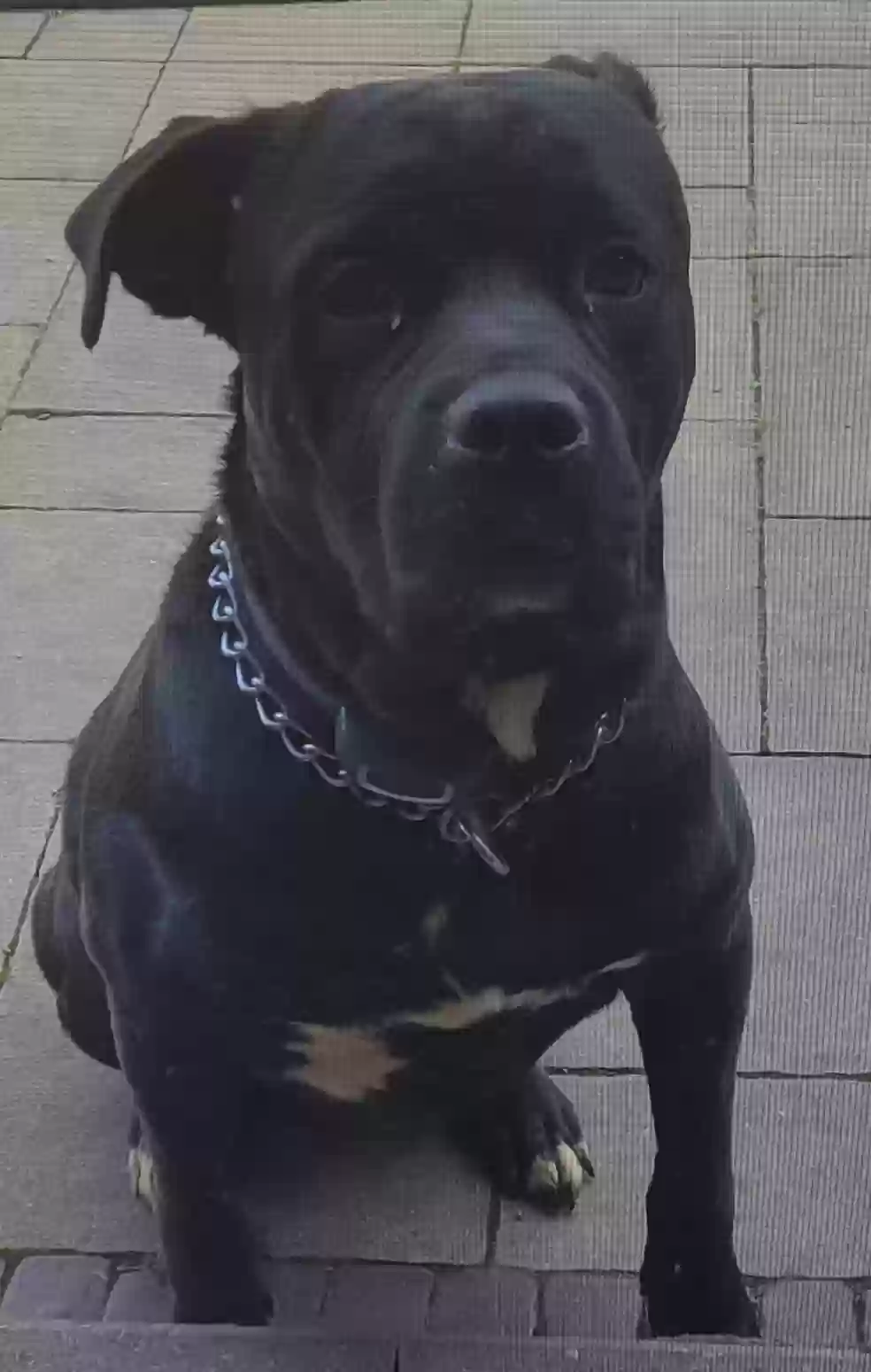 adoptable Dog in Southfield,MI named Thor
