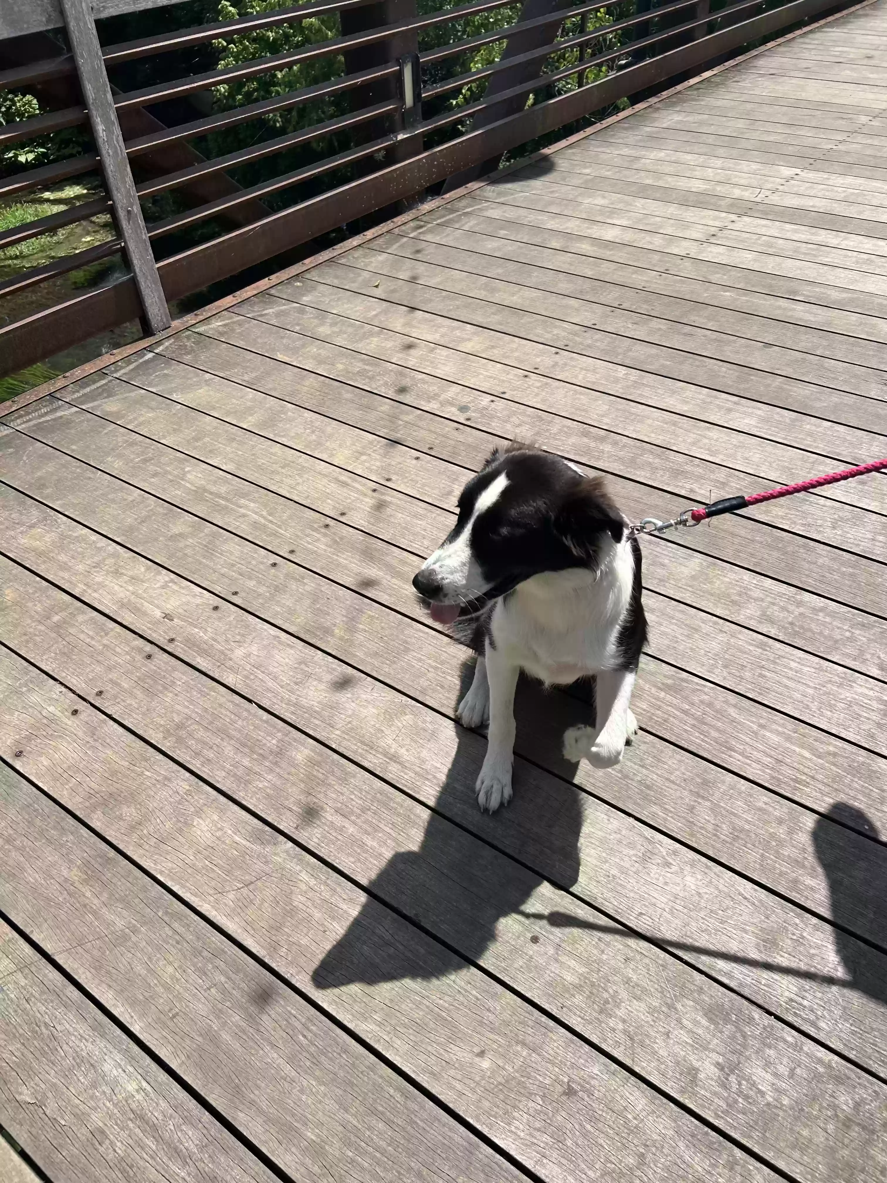adoptable Dog in San Marcos,TX named Jane
