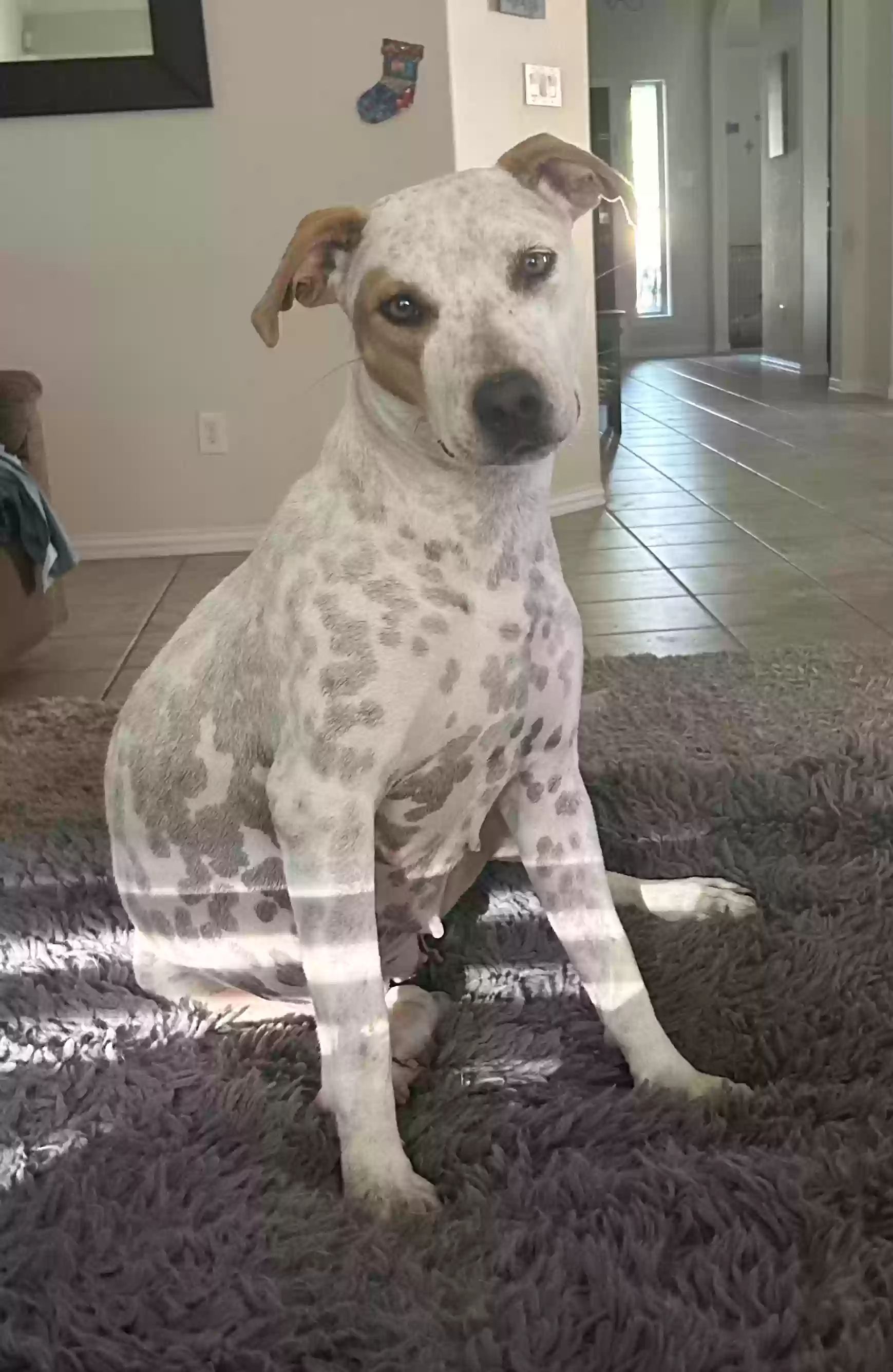 adoptable Dog in Conroe,TX named Beatrice