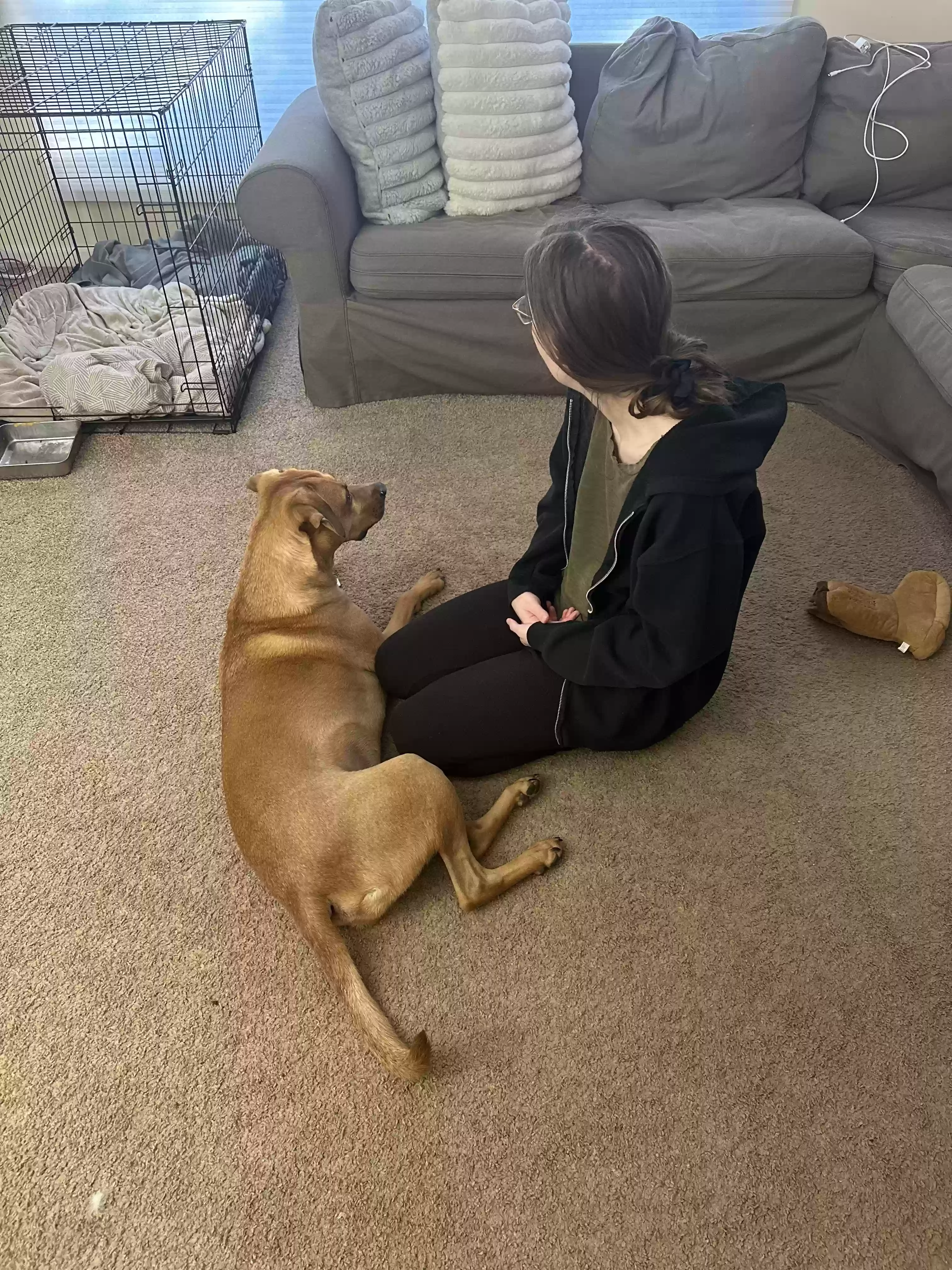 adoptable Dog in Ann Arbor,MI named Jack