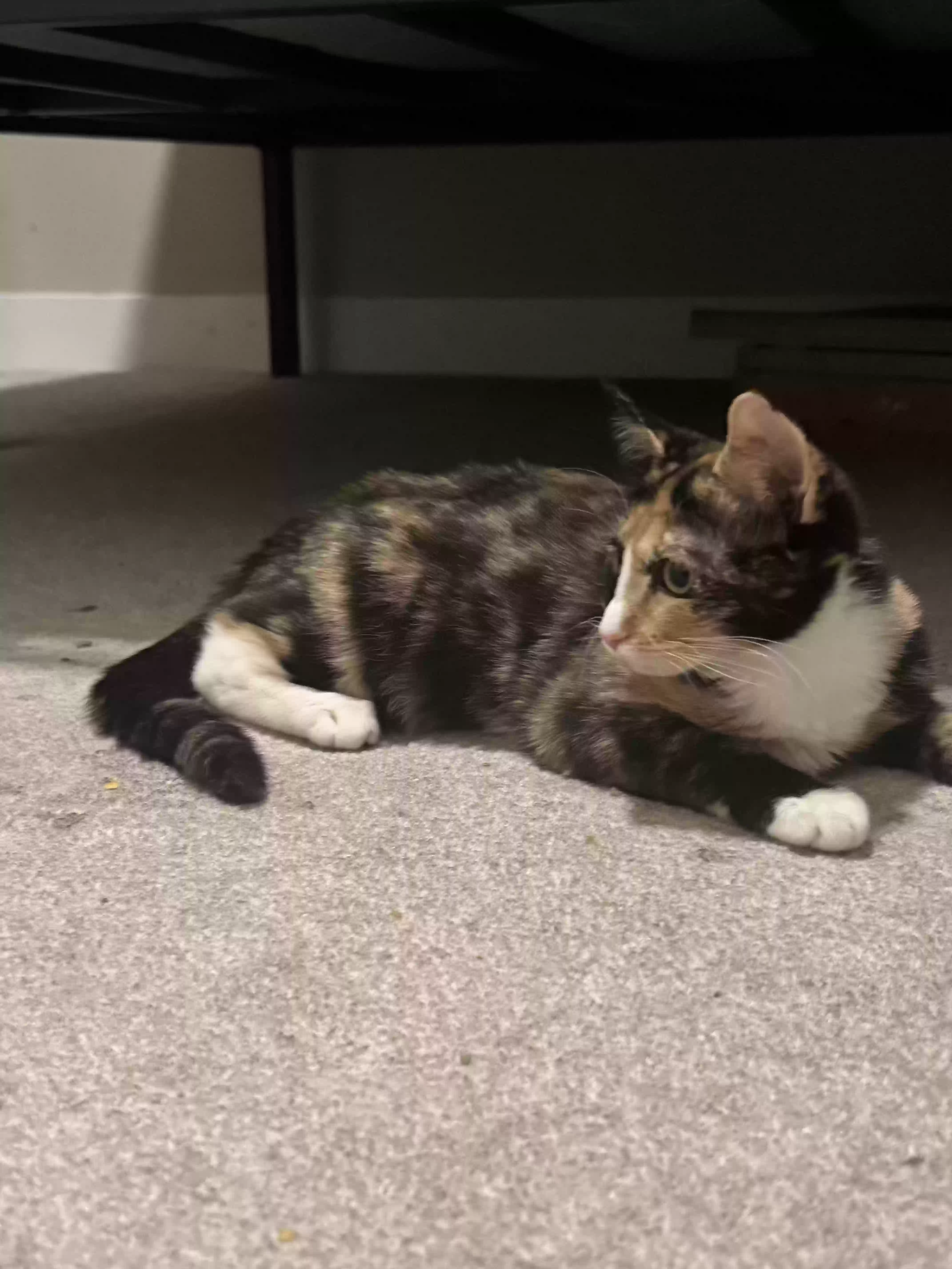 adoptable Cat in Las Vegas,NV named Calico