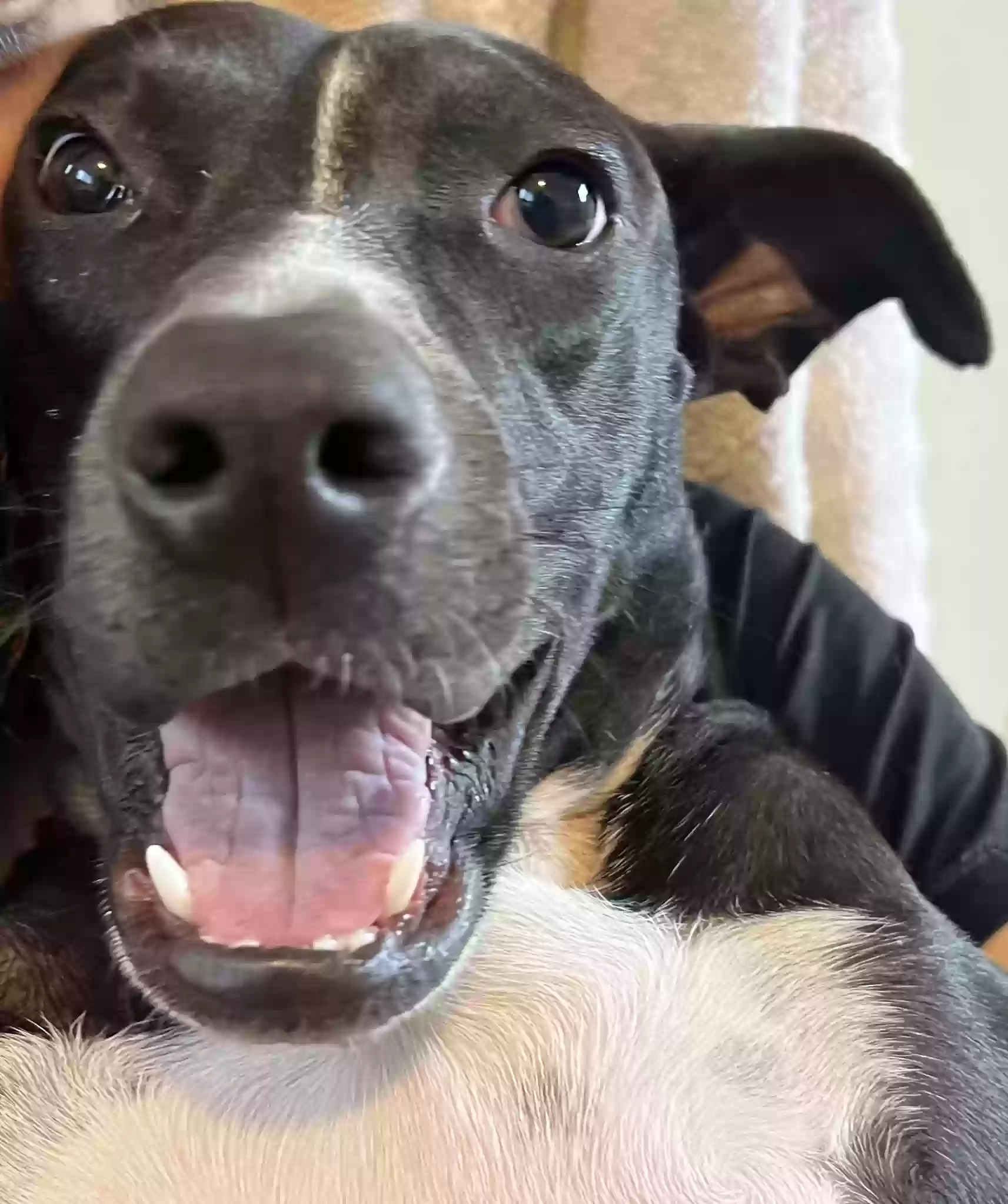 adoptable Dog in Indianapolis,IN named Sundae