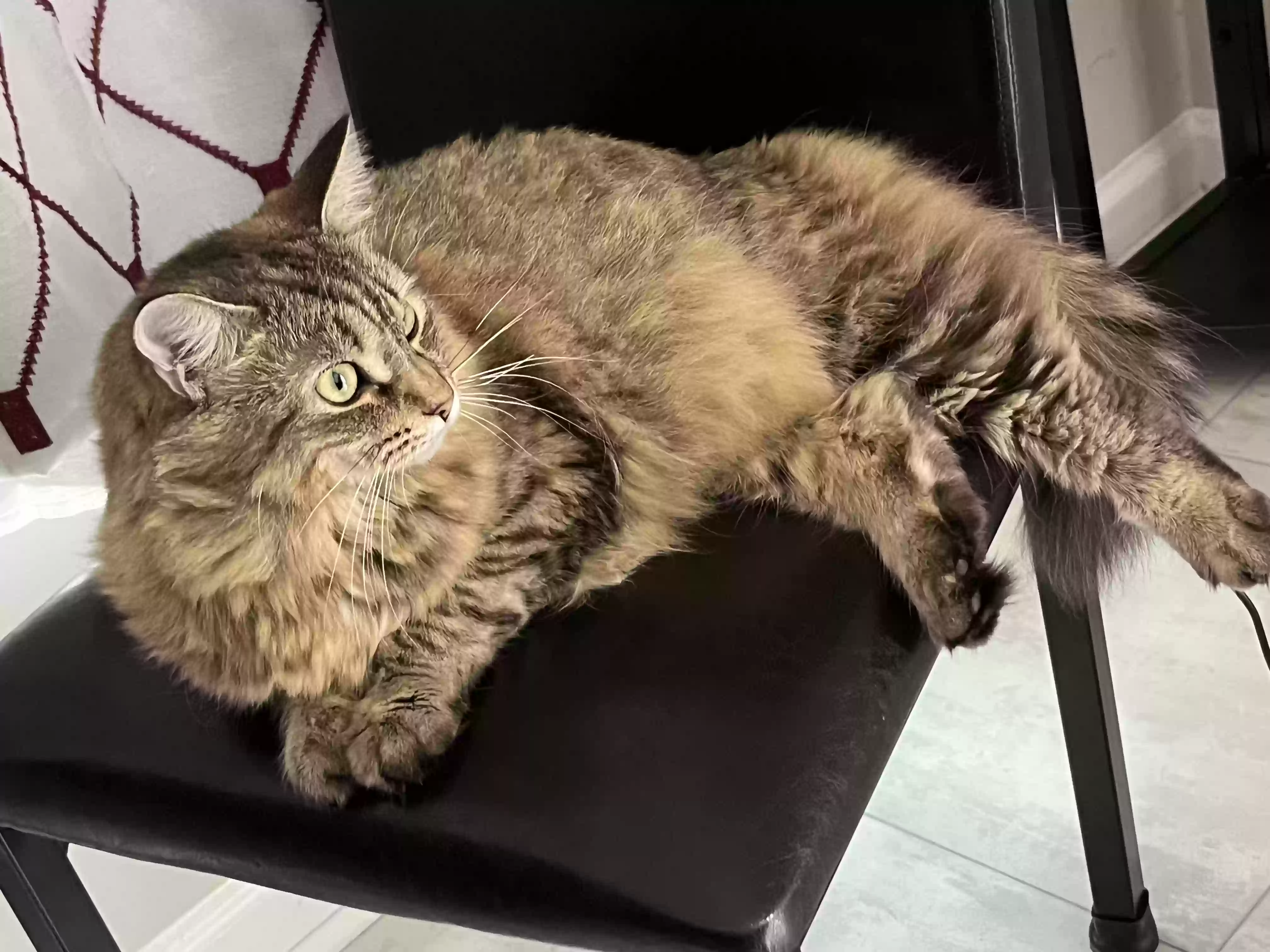 adoptable Cat in Durham,NC named Leaf