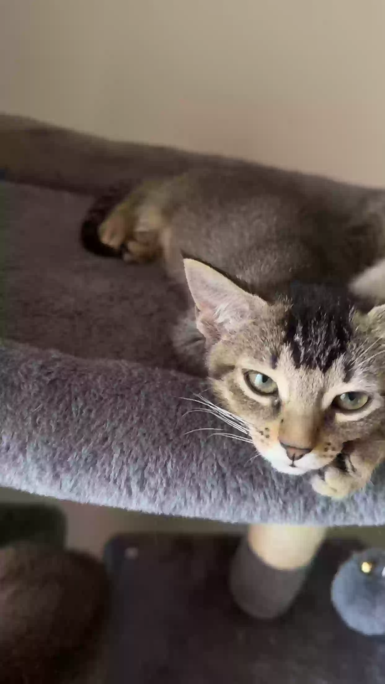adoptable Cat in Mansfield,TX named Simone