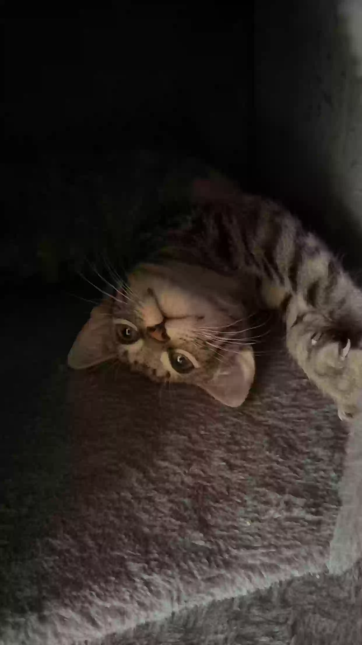 adoptable Cat in Mansfield,TX named Jinxy