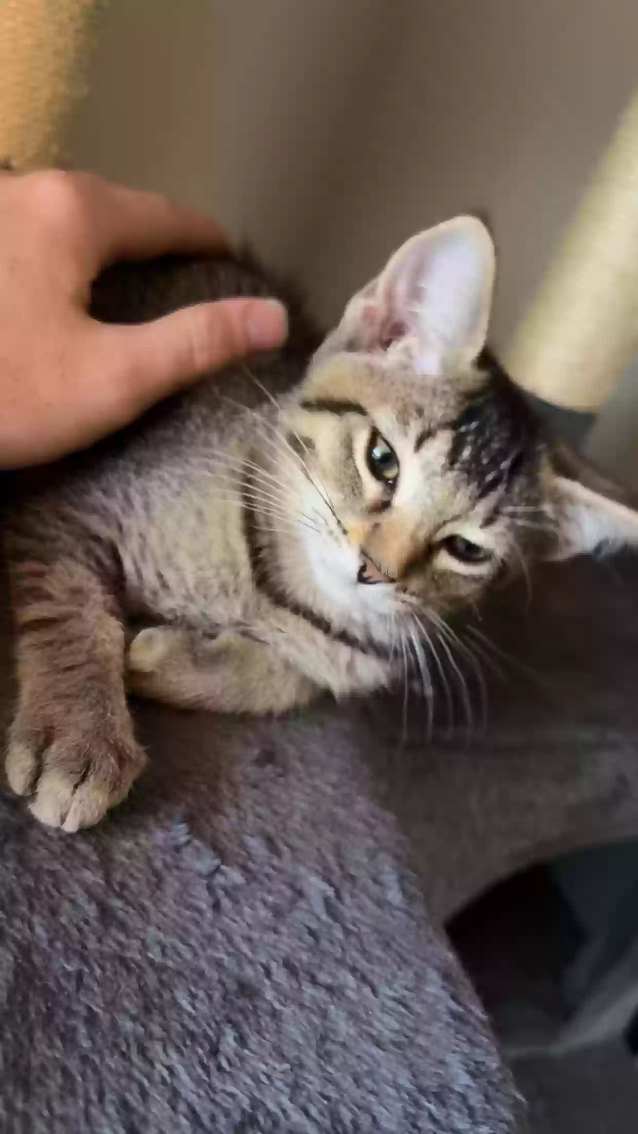 adoptable Cat in Mansfield,TX named Chunks