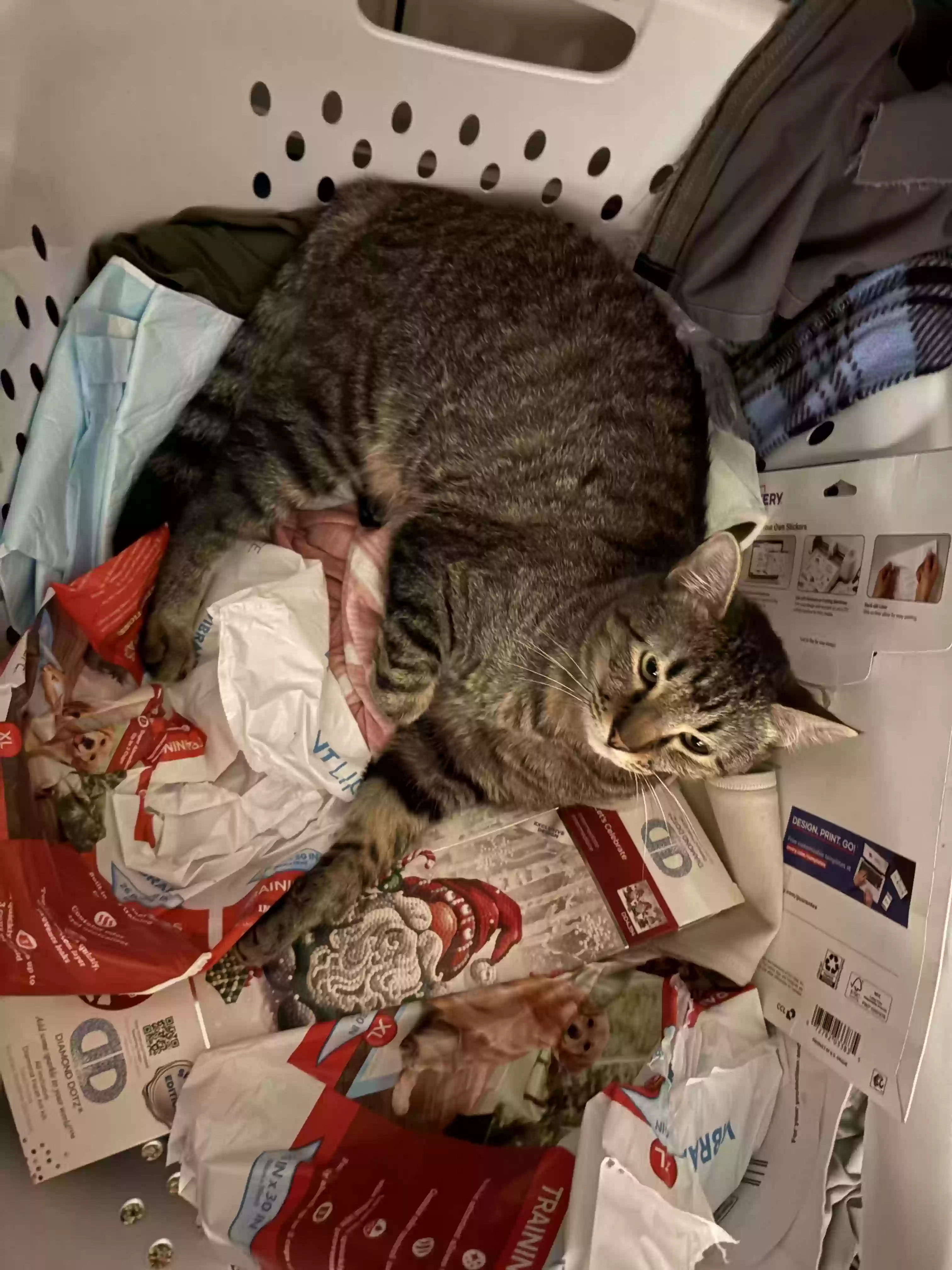 adoptable Cat in Killeen,TX named Bob