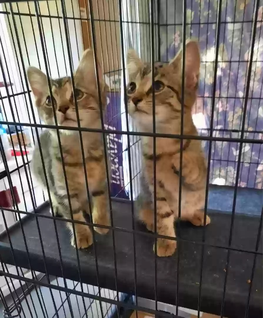 adoptable Cat in Millbury,OH named Bella and Ruby