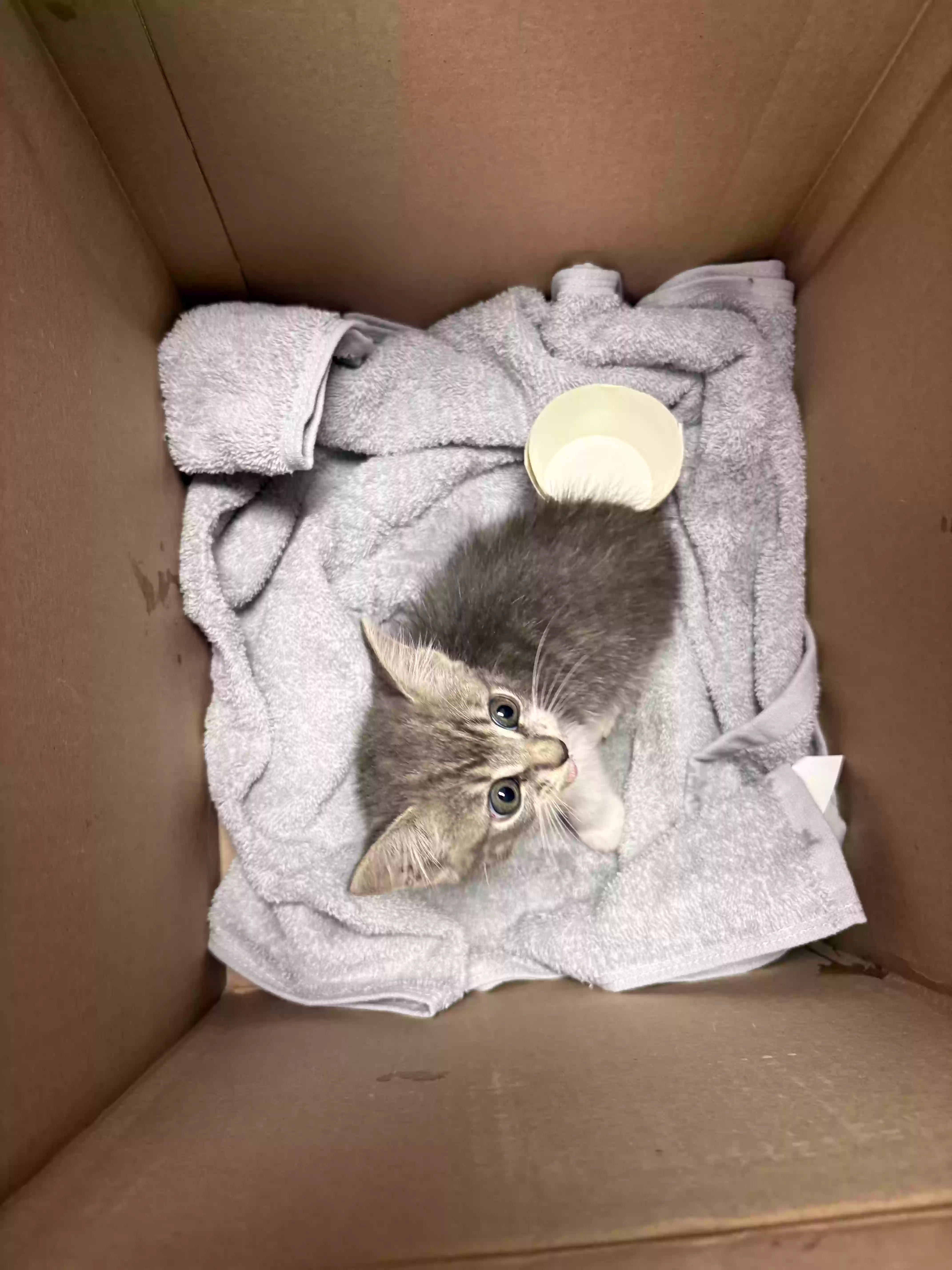 adoptable Cat in Austell,GA named Zeppie