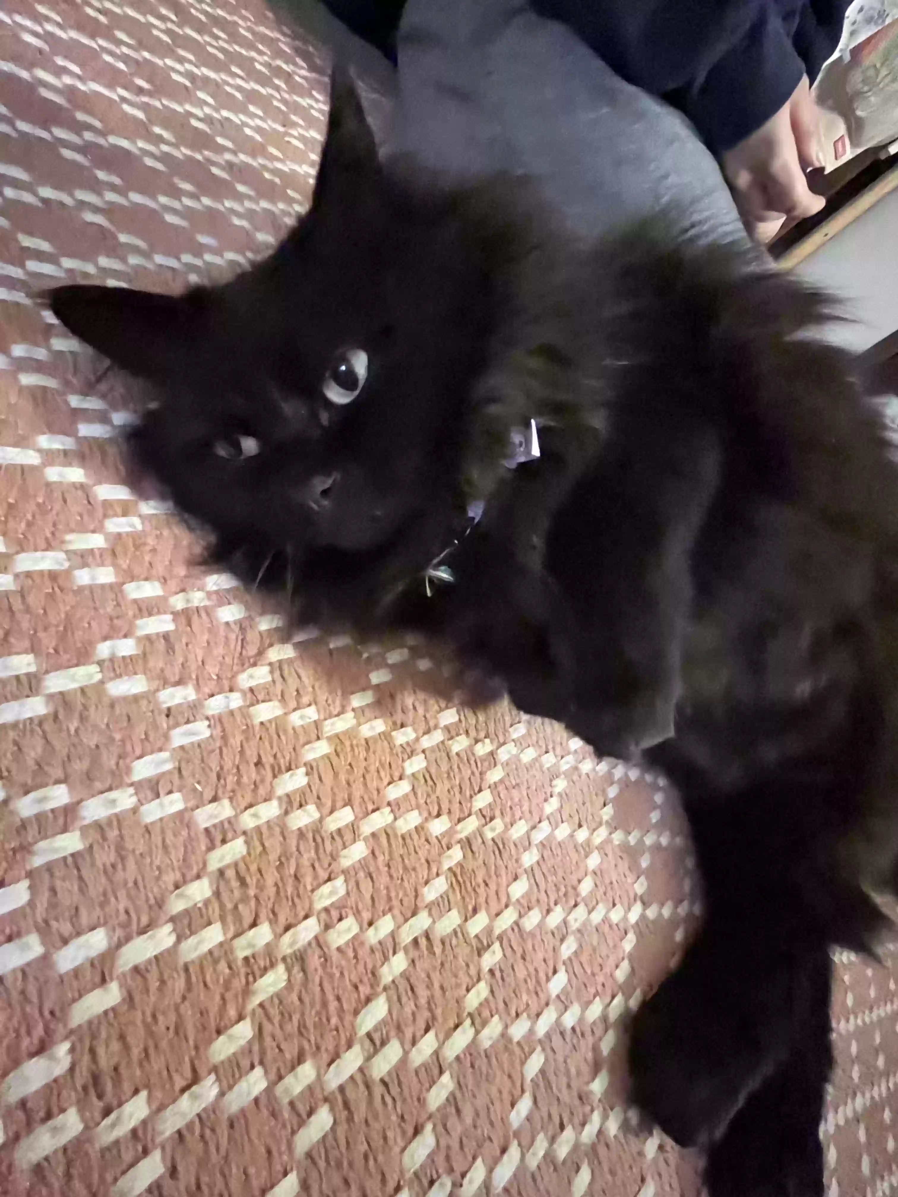 adoptable Cat in Lakewood,WA named Penelope