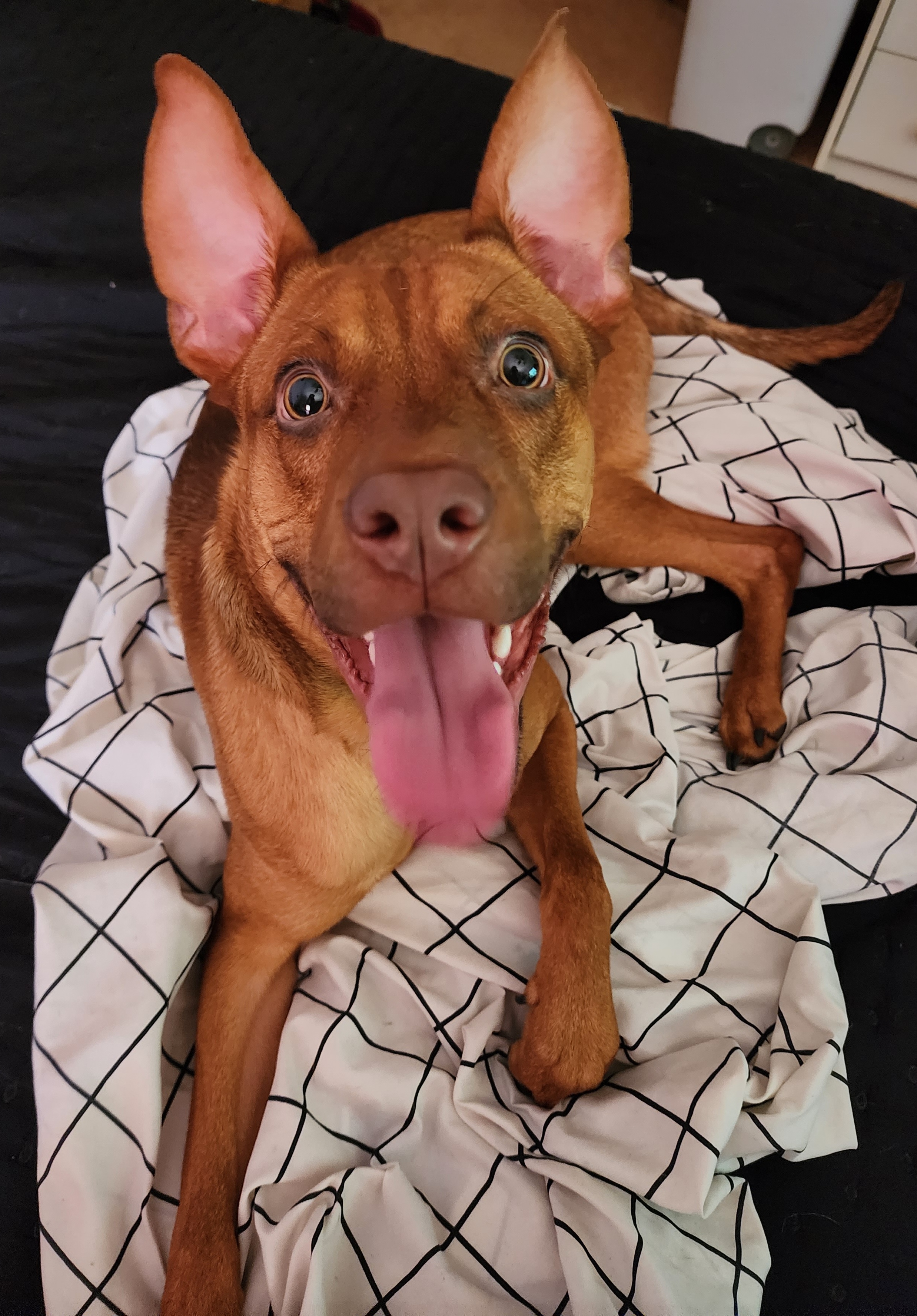 adoptable Dog in Zephyrhills,FL named Cyrus