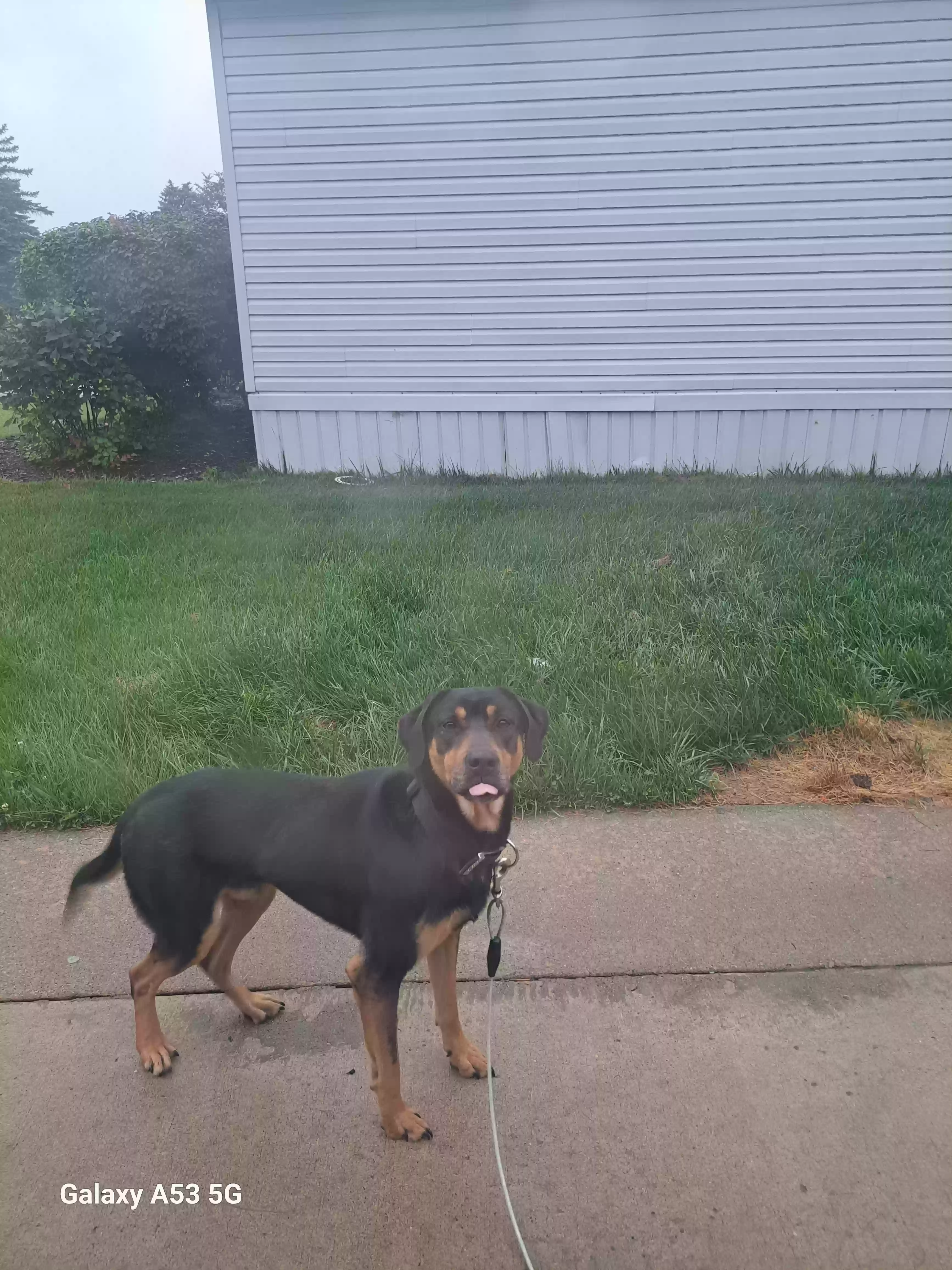 adoptable Dog in Washington,MI named Bear