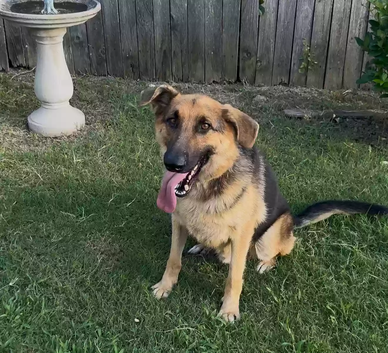 adoptable Dog in Arlington,TX named