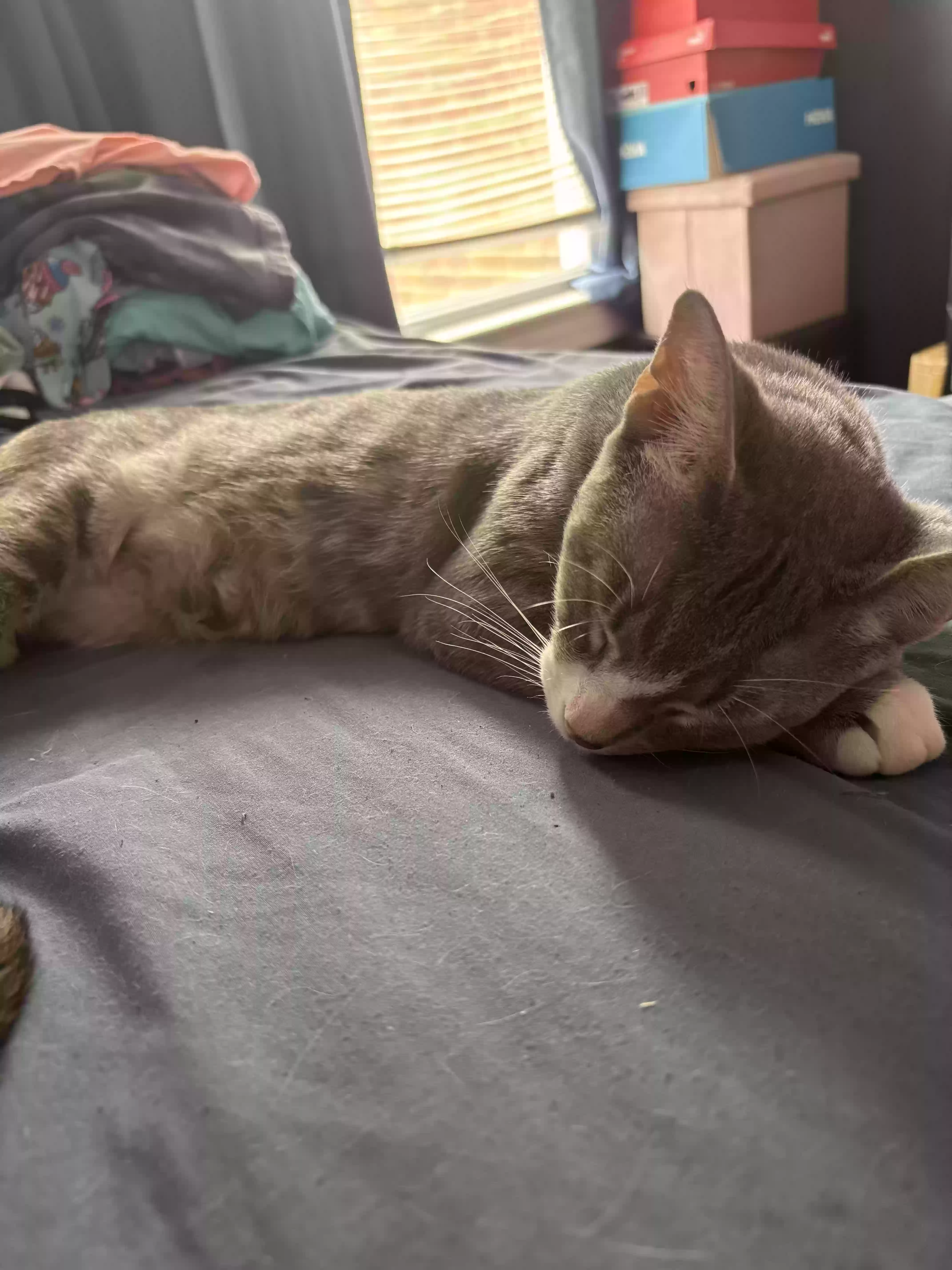 adoptable Cat in Uniondale,NY named Stormy