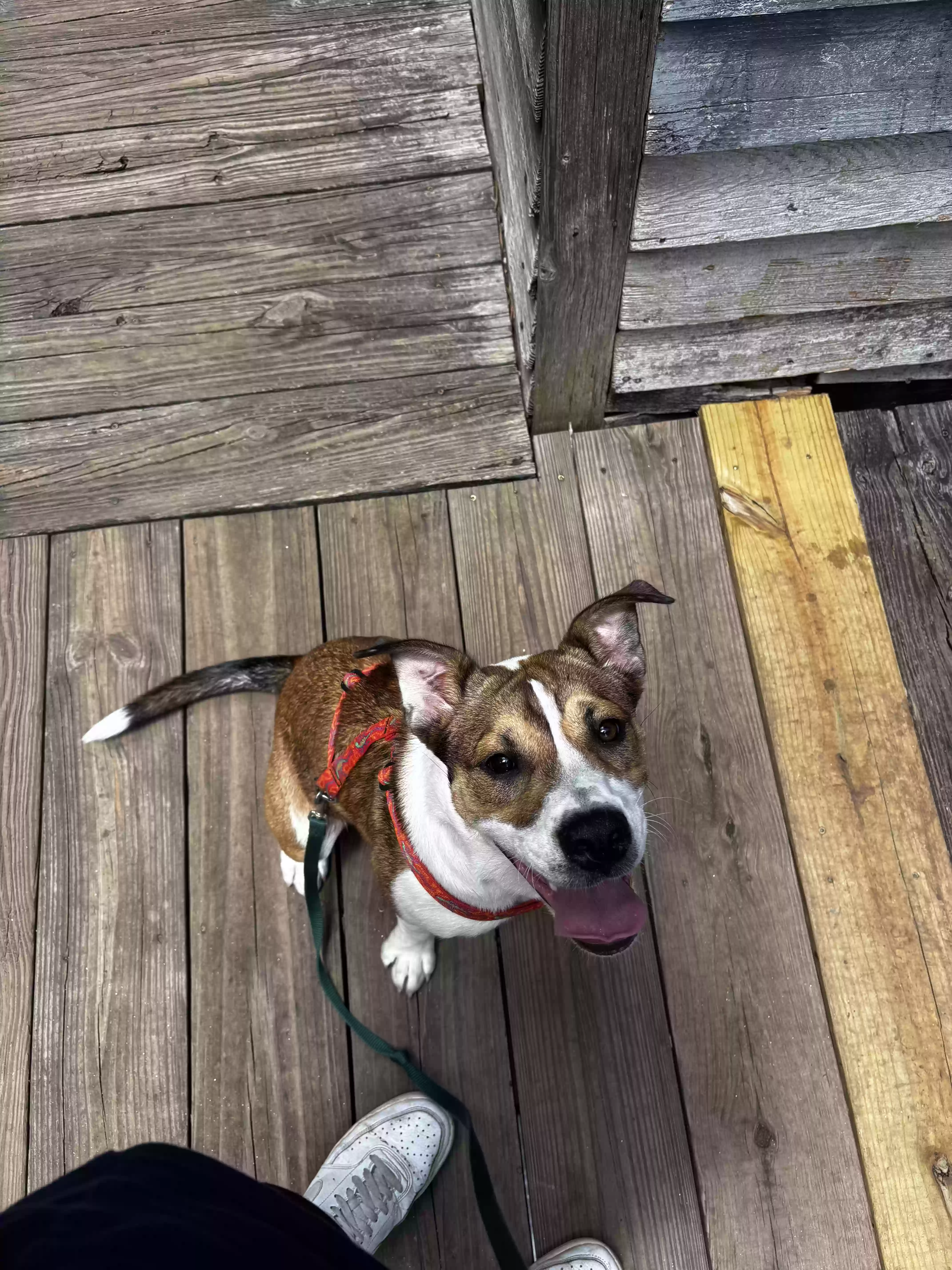 adoptable Dog in Snellville,GA named Gracie