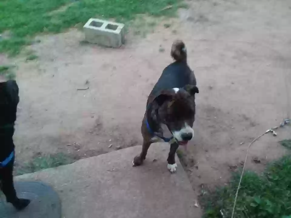 adoptable Dog in Marble Falls,TX named Freckles
