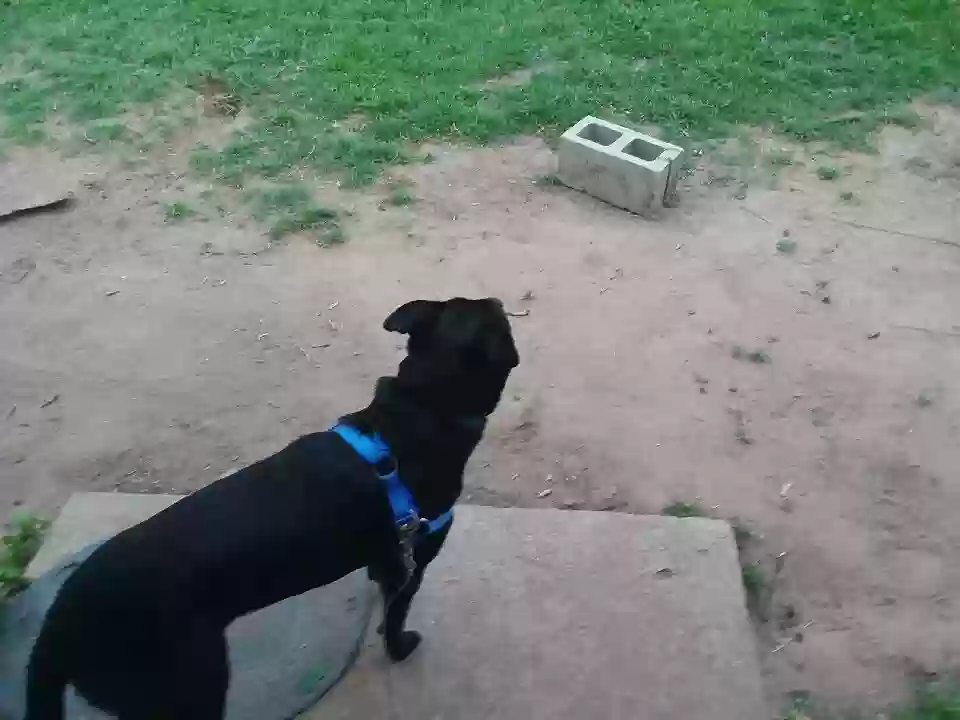 adoptable Dog in Marble Falls,TX named Friday