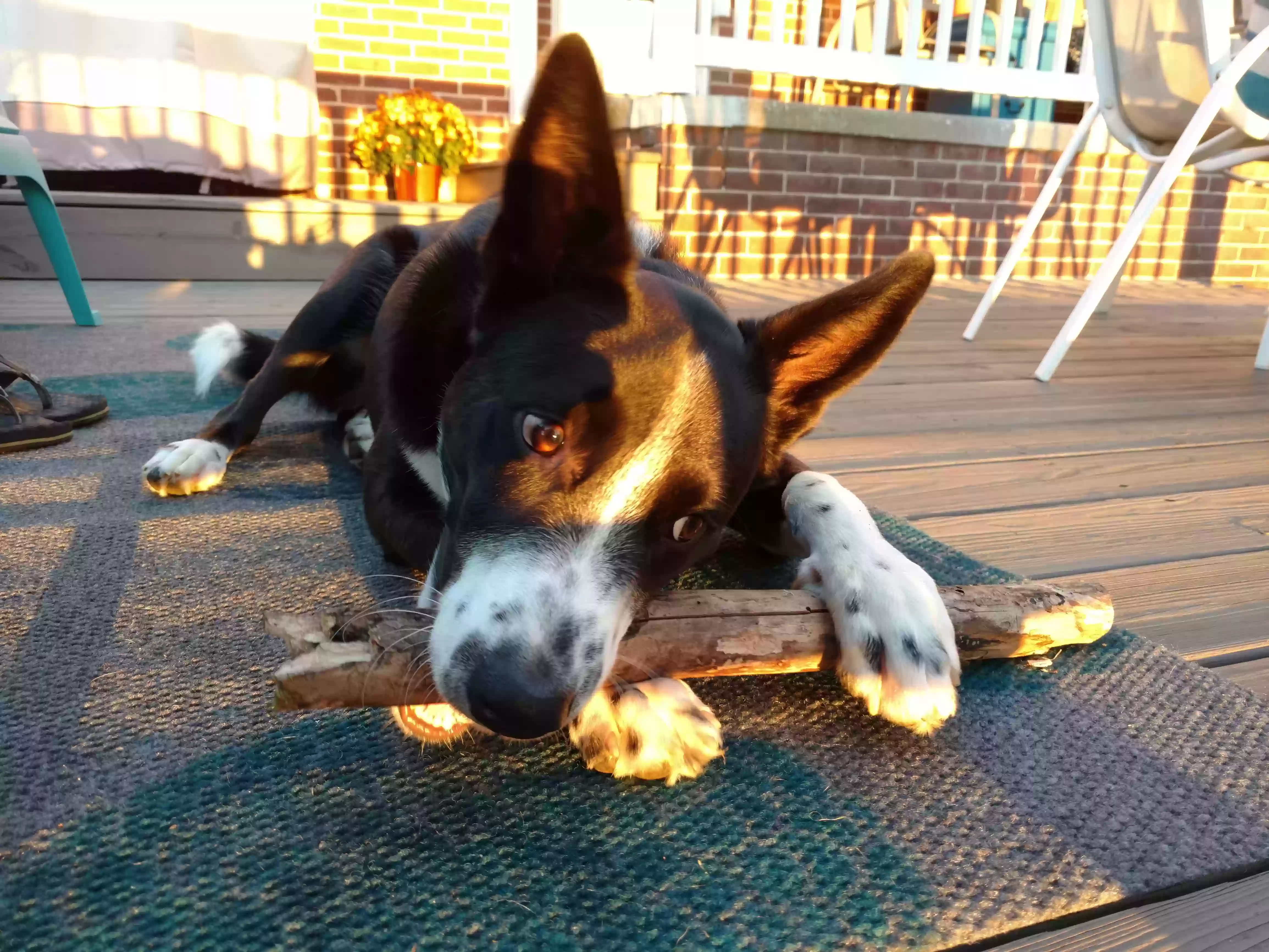 adoptable Dog in Hanover,PA named Reggie