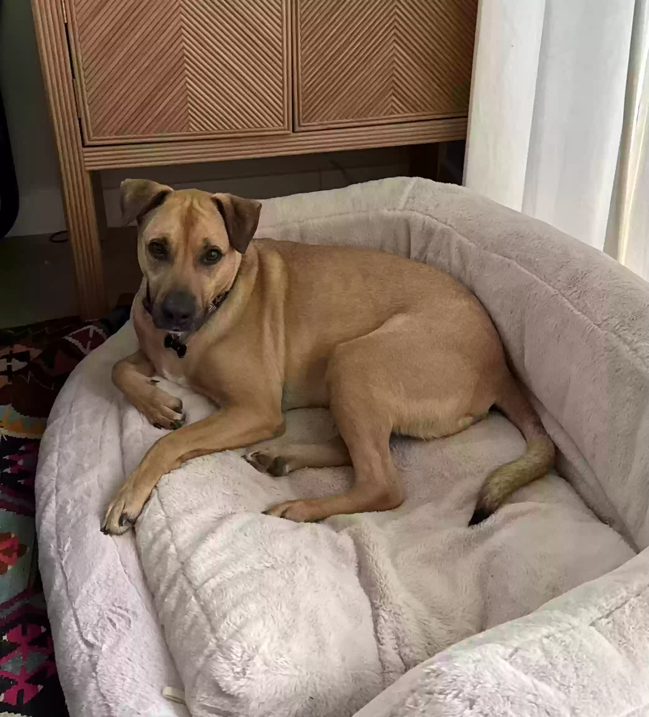 adoptable Dog in Georgetown,TX named Rocky
