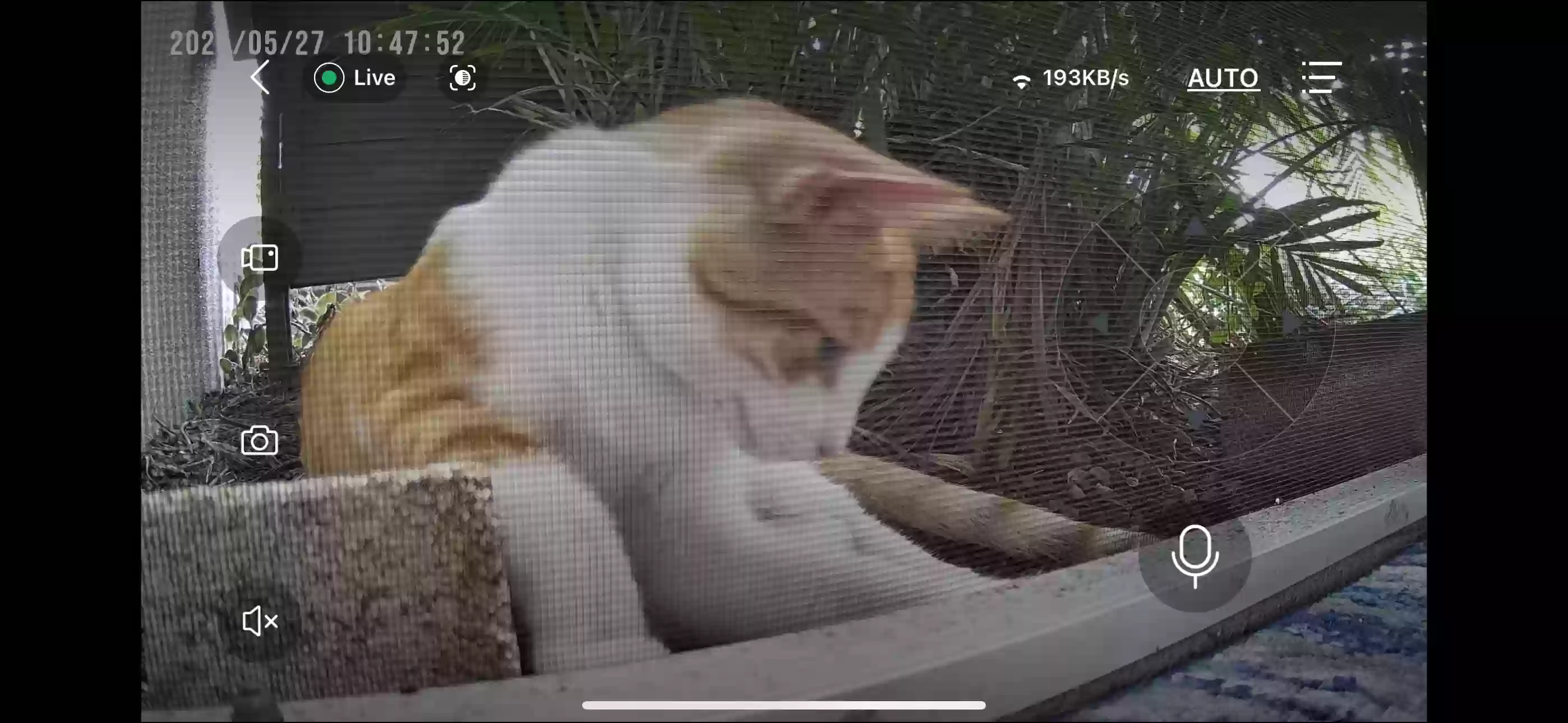 adoptable Cat in Lehigh Acres,FL named Gus