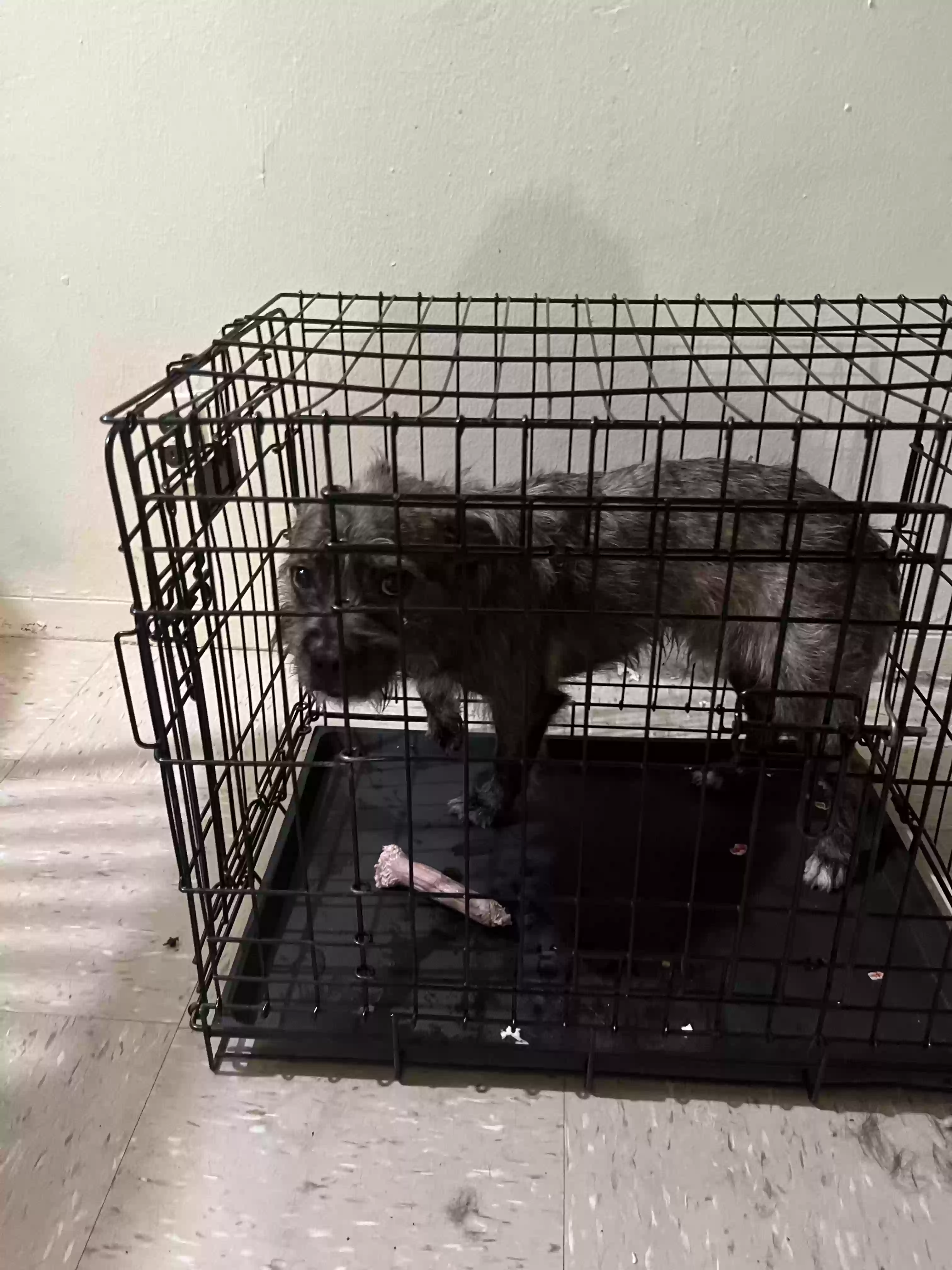 adoptable Dog in Bronx,NY named Scrappy