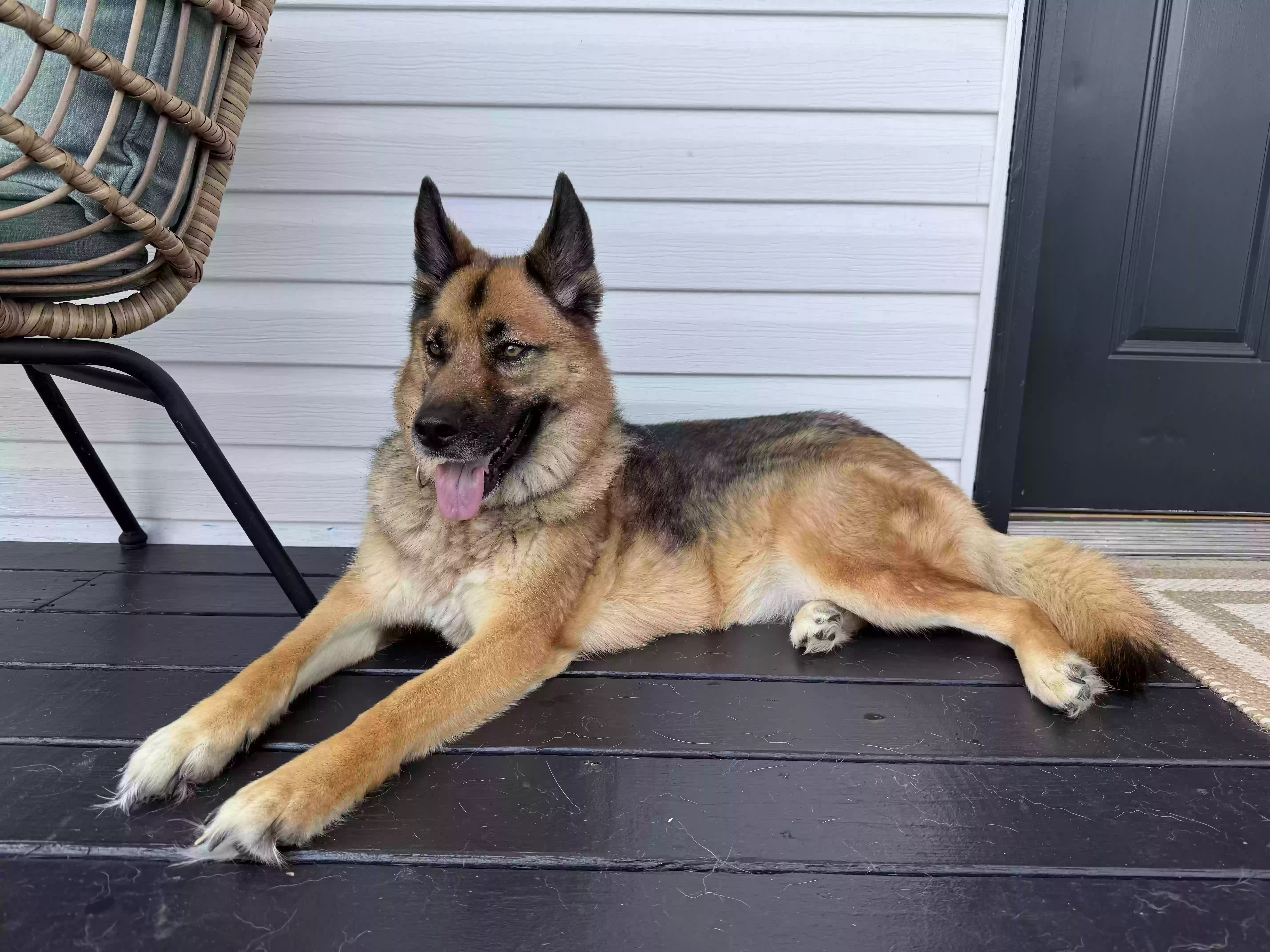 adoptable Dog in Sparta,TN named Nova