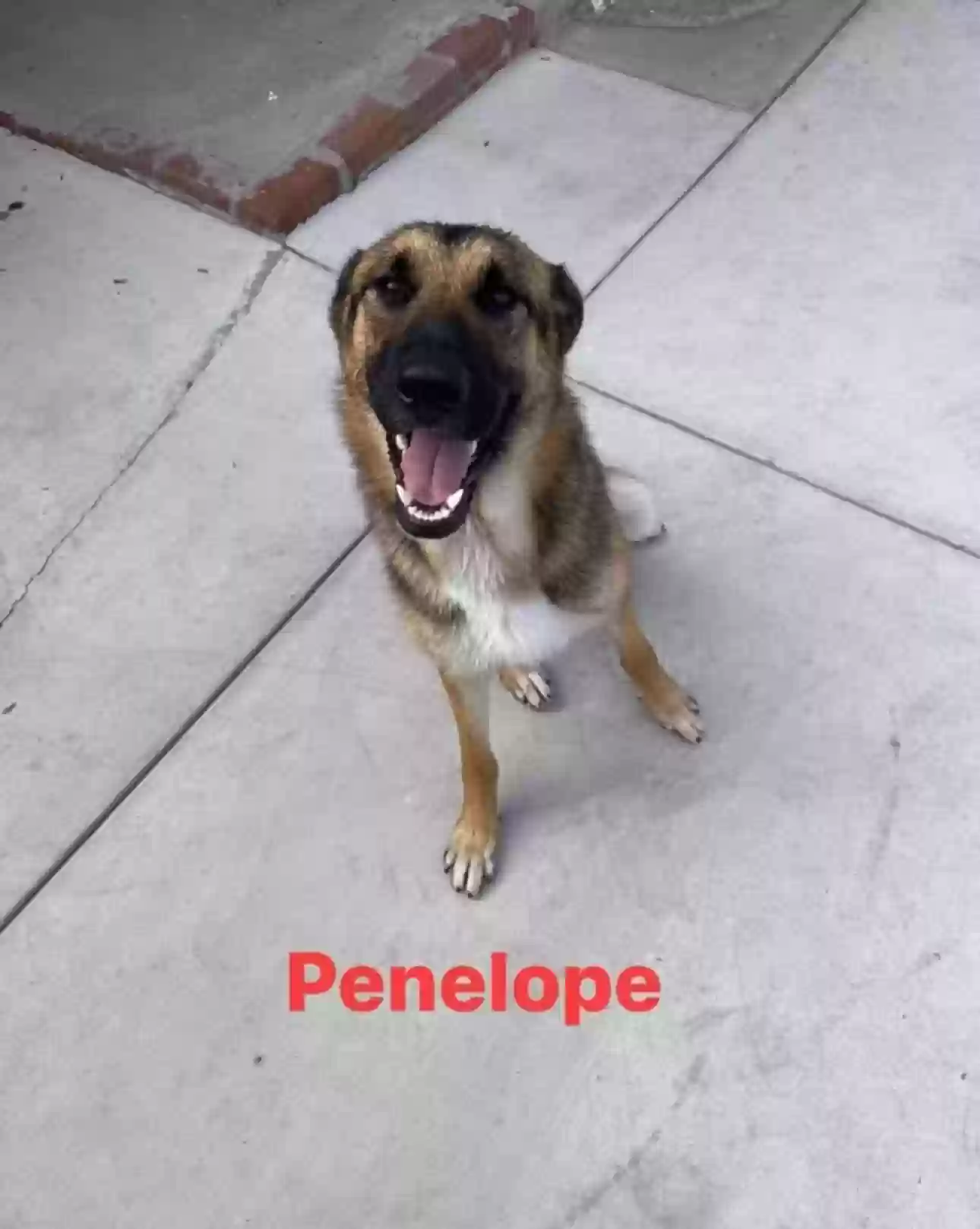 adoptable Dog in Riverside,CA named Penelope