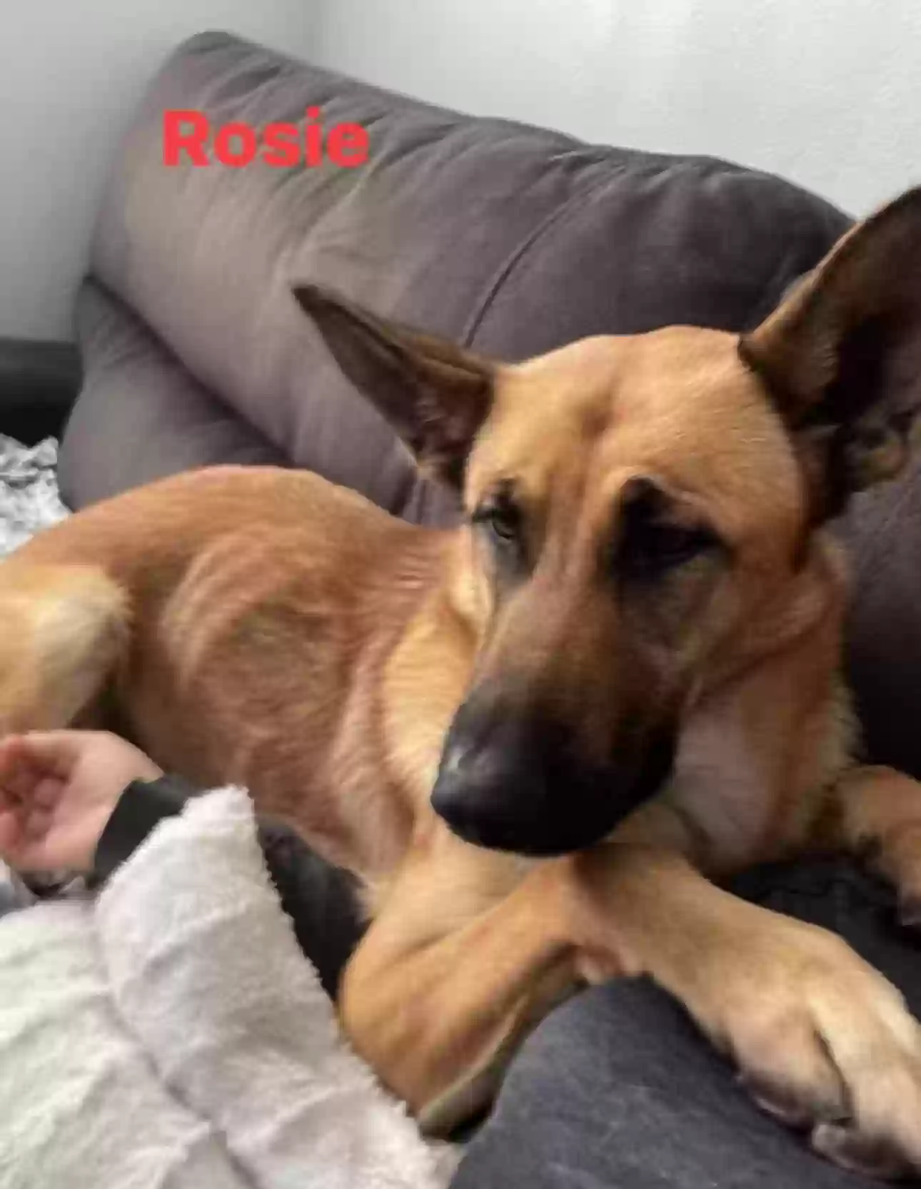 adoptable Dog in Riverside,CA named Rosie