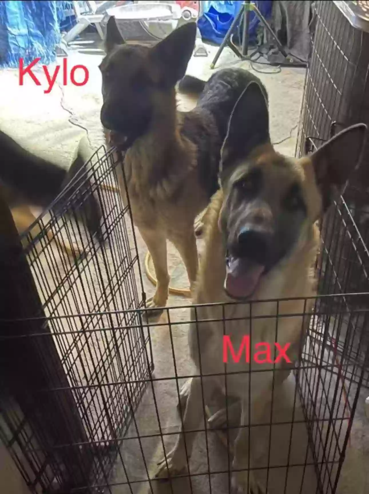 adoptable Dog in Riverside,CA named Max