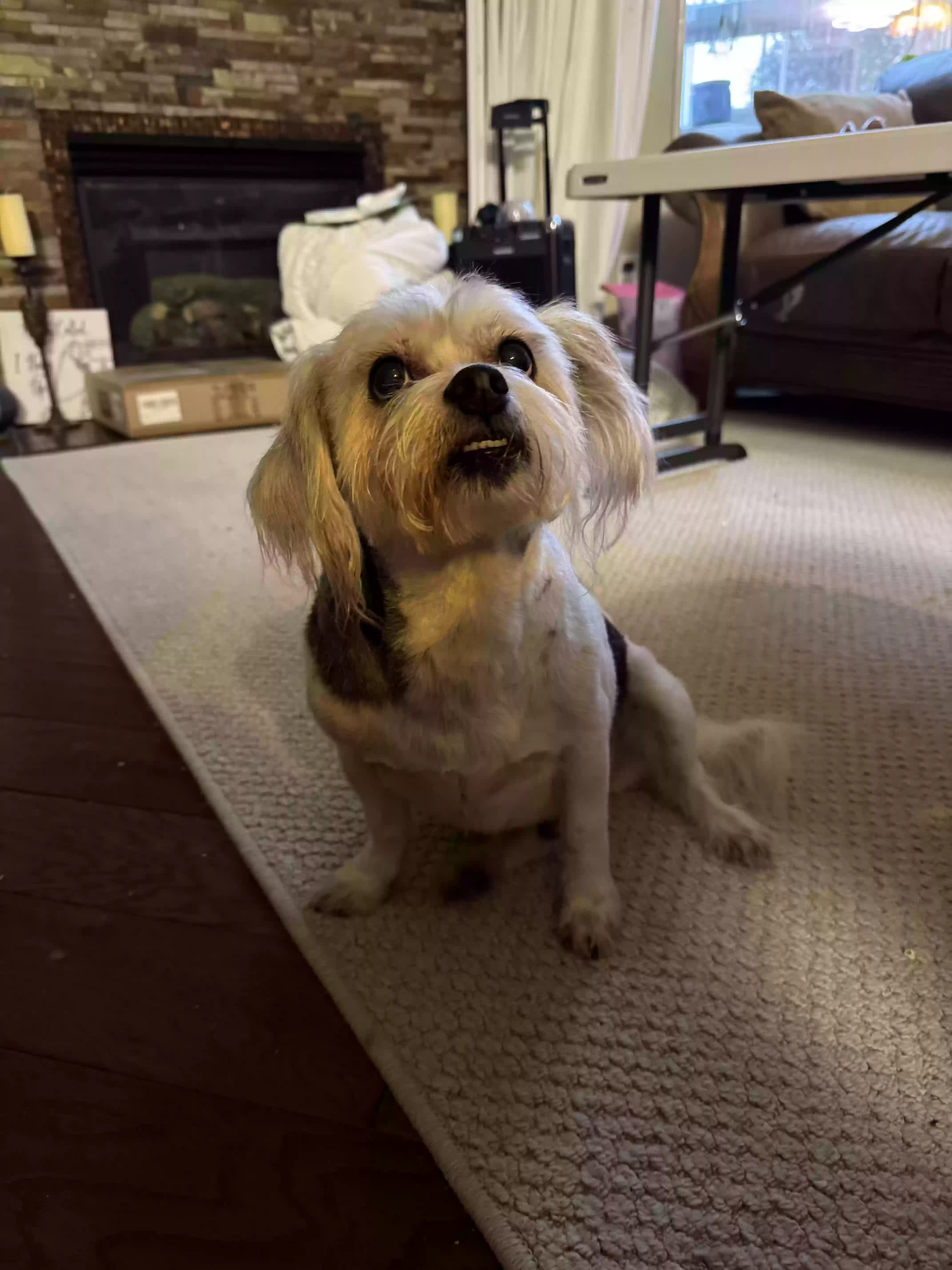 adoptable Dog in Cypress,TX named Bubbles