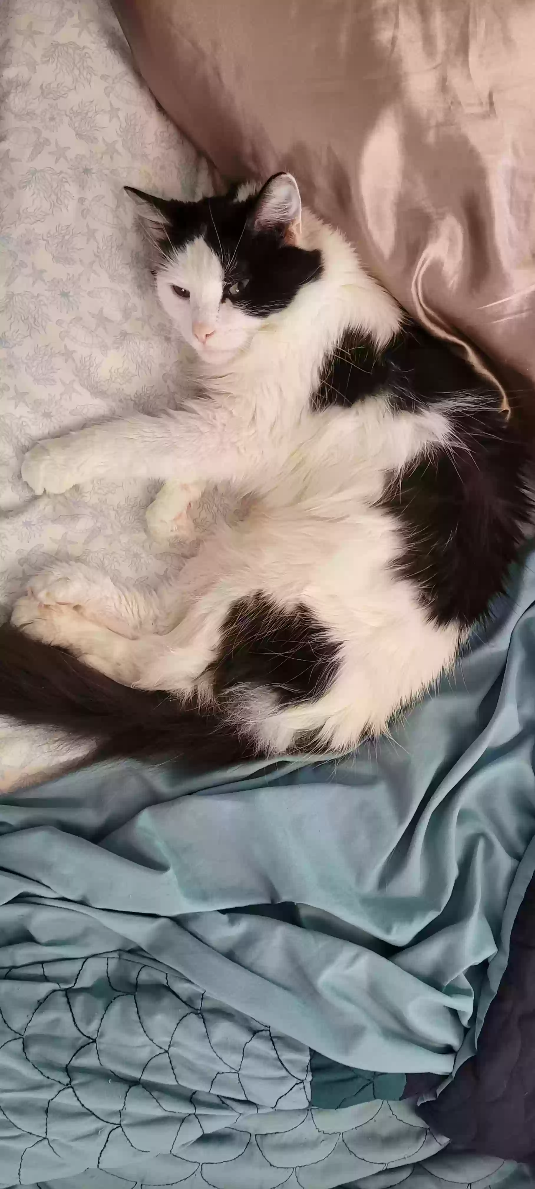 adoptable Cat in Three Rivers,MI named Brooklynn Dear