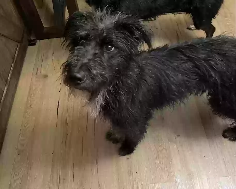 adoptable Dog in Hamilton,OH named Rascal