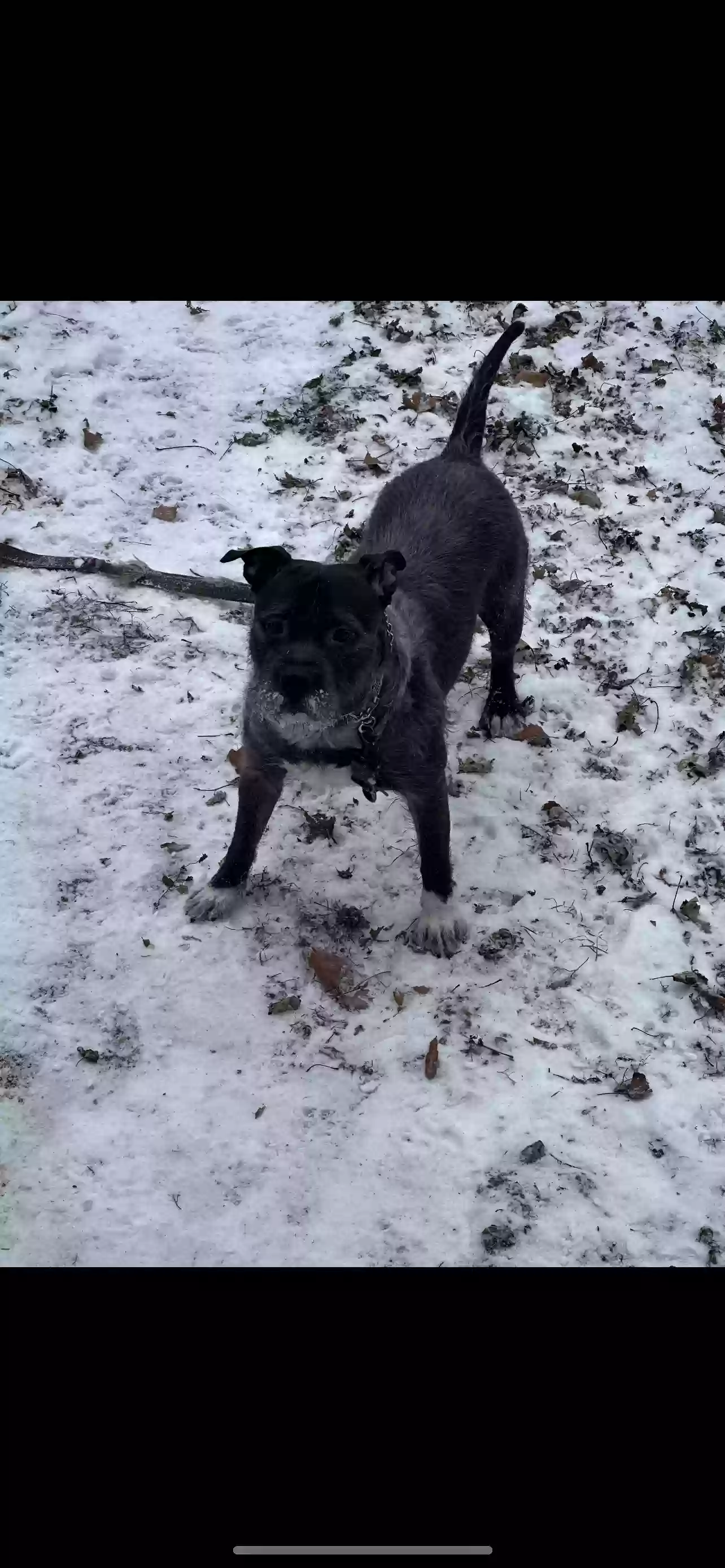 adoptable Dog in Cleveland,OH named Benji