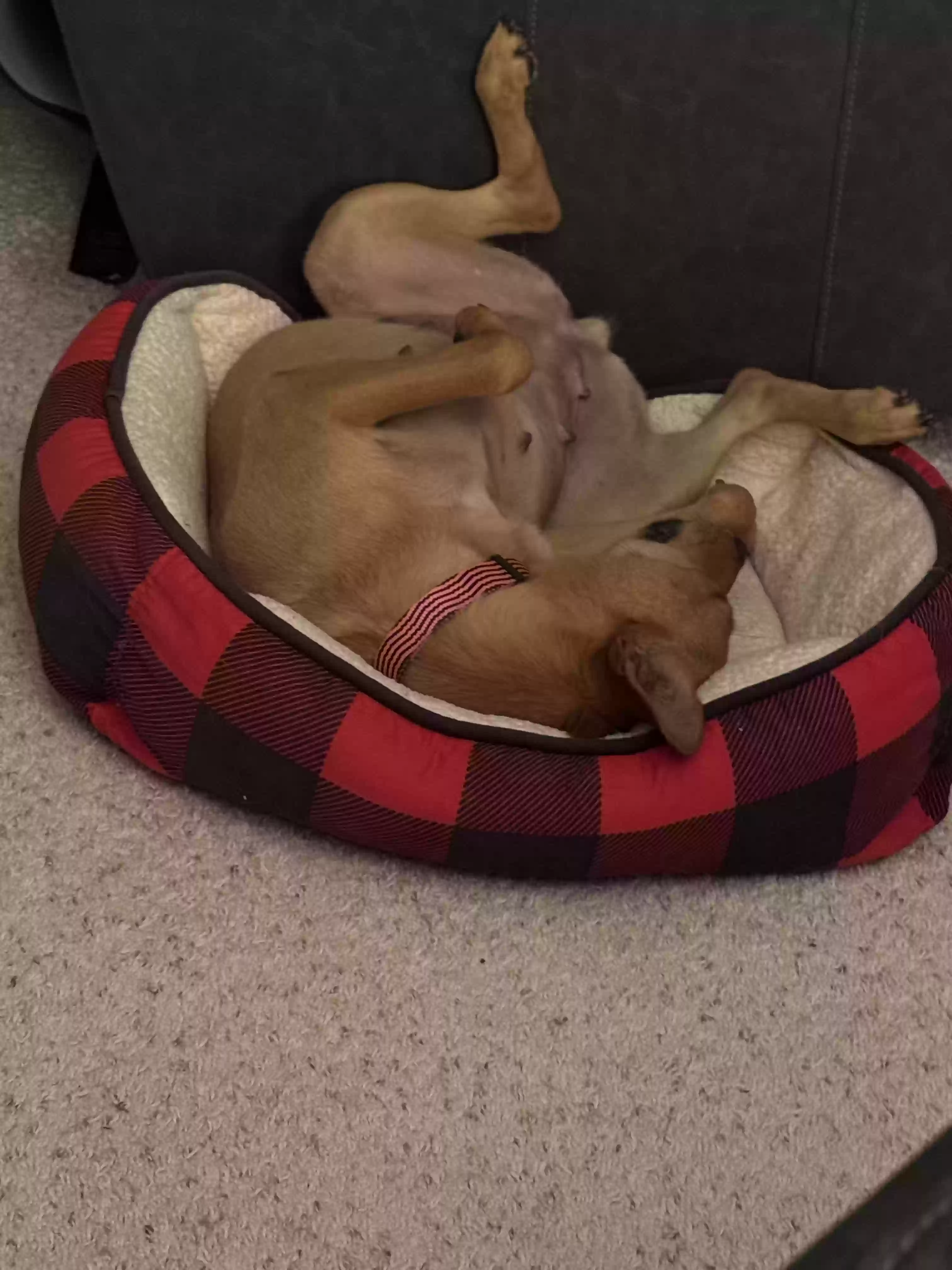 adoptable Dog in Benton Harbor,MI named Gigi