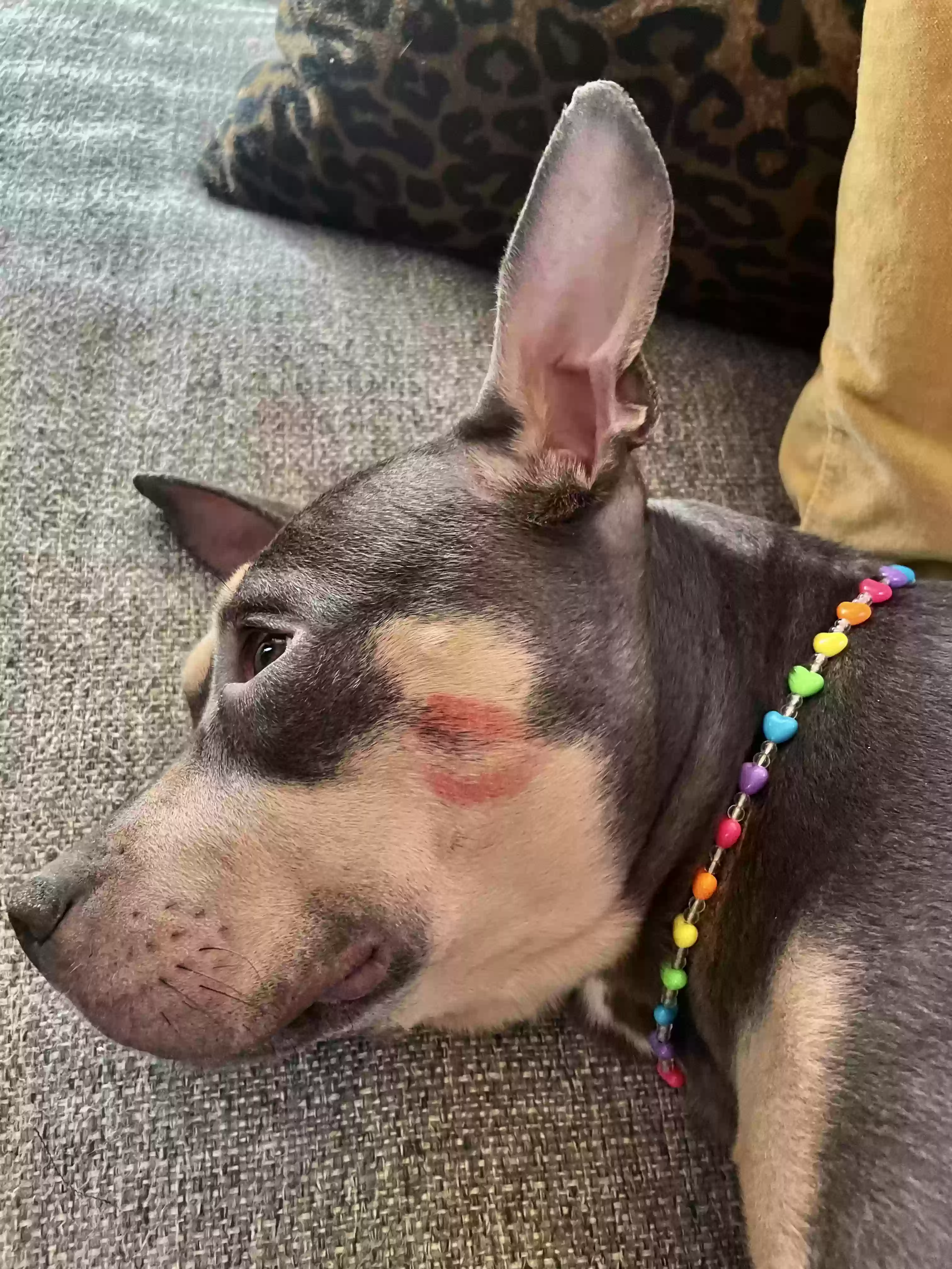 adoptable Dog in Cleveland,OH named Frankie