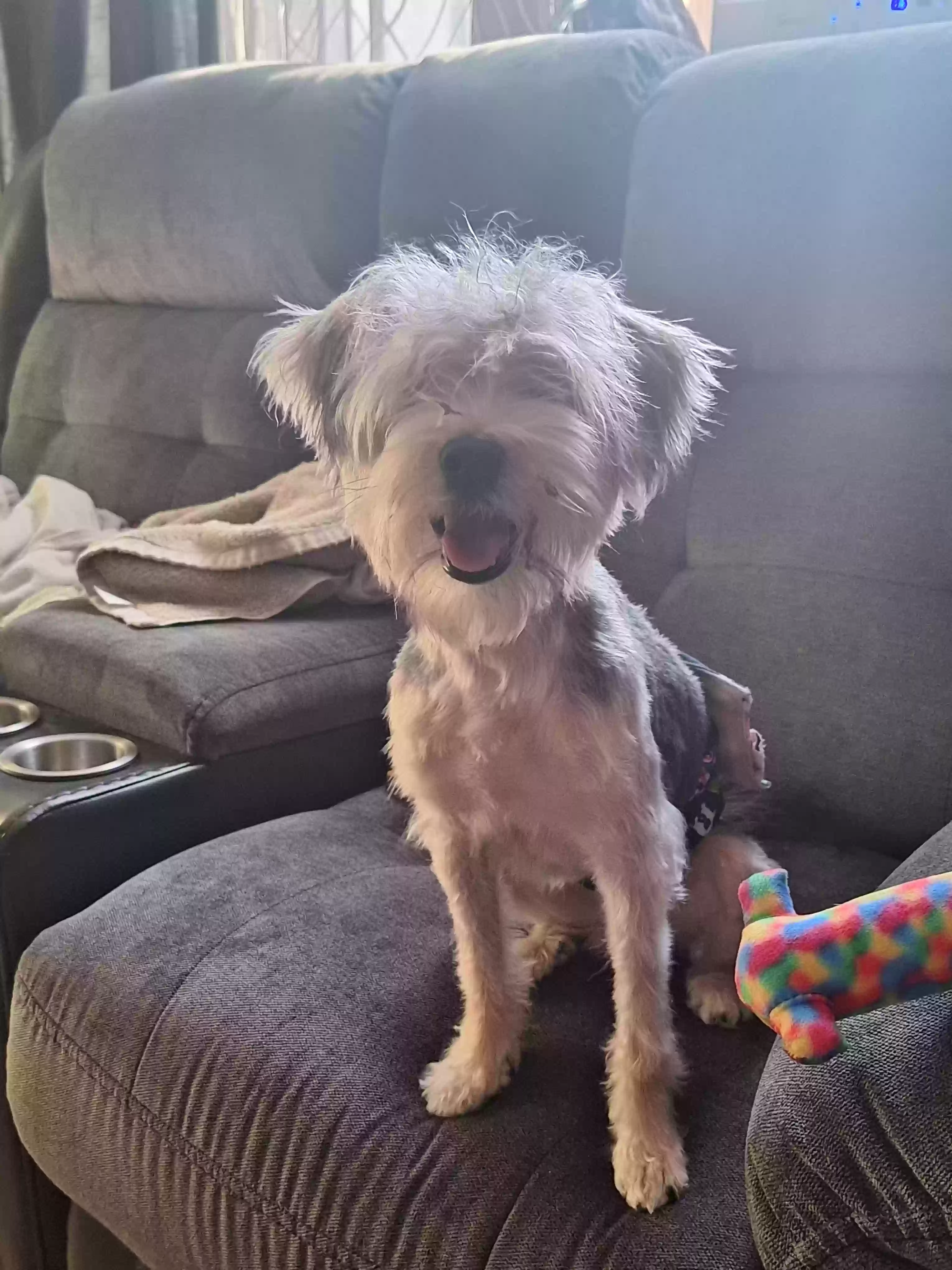 adoptable Dog in Paris,KY named Loki
