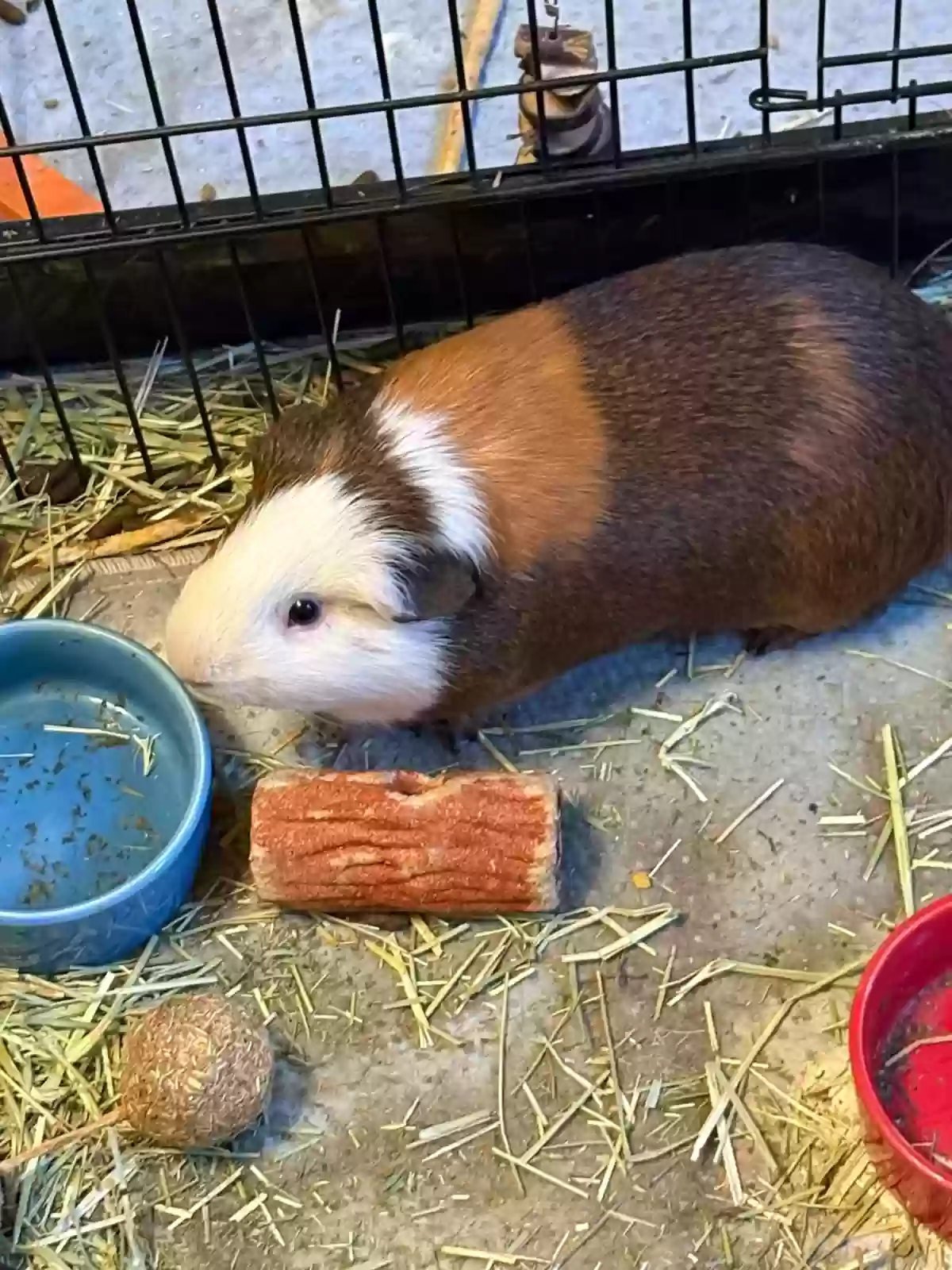 adoptable  in Prescott,AZ named Mocha, Patches