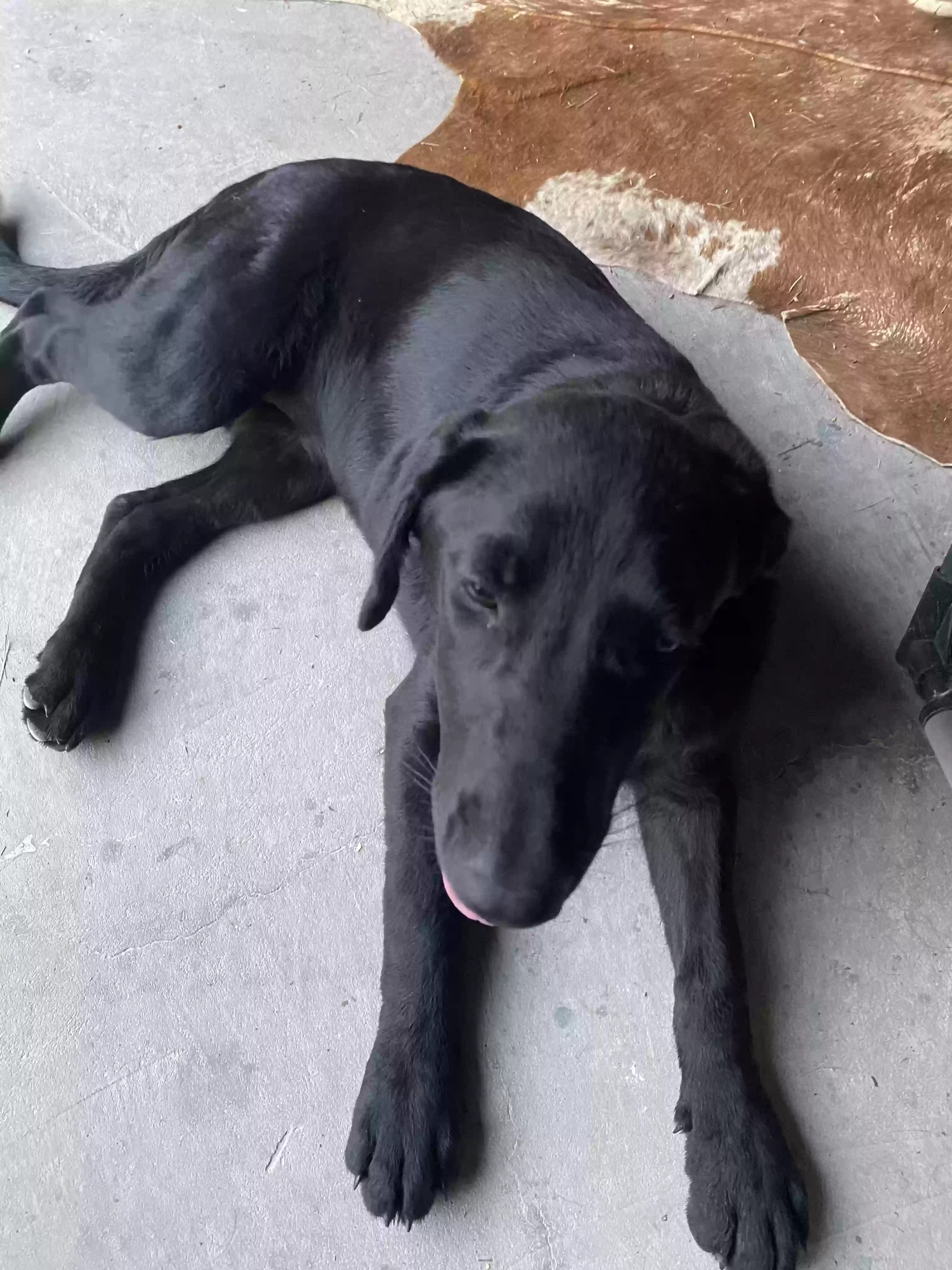 adoptable Dog in Mount Vernon,TX named Blackie