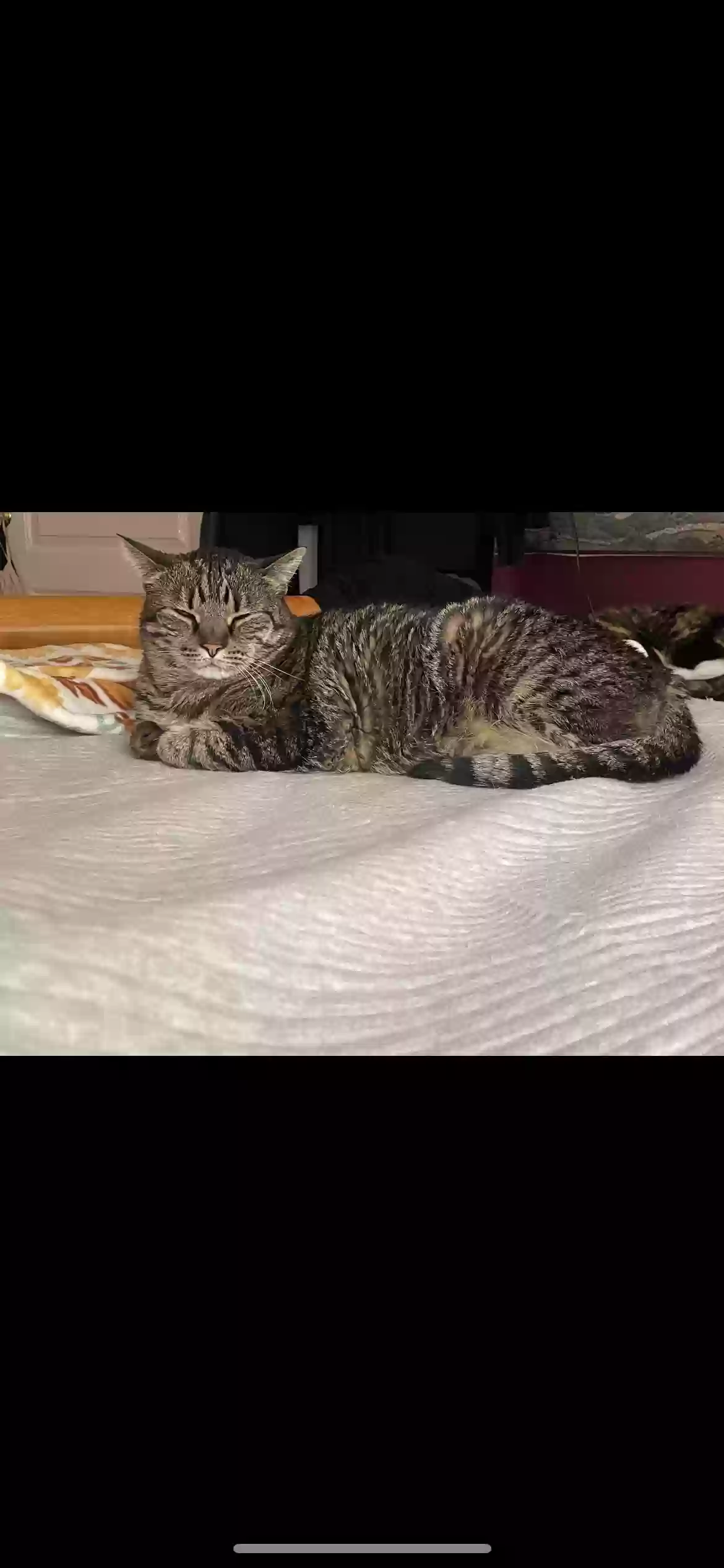 adoptable Cat in Yorba Linda,CA named George